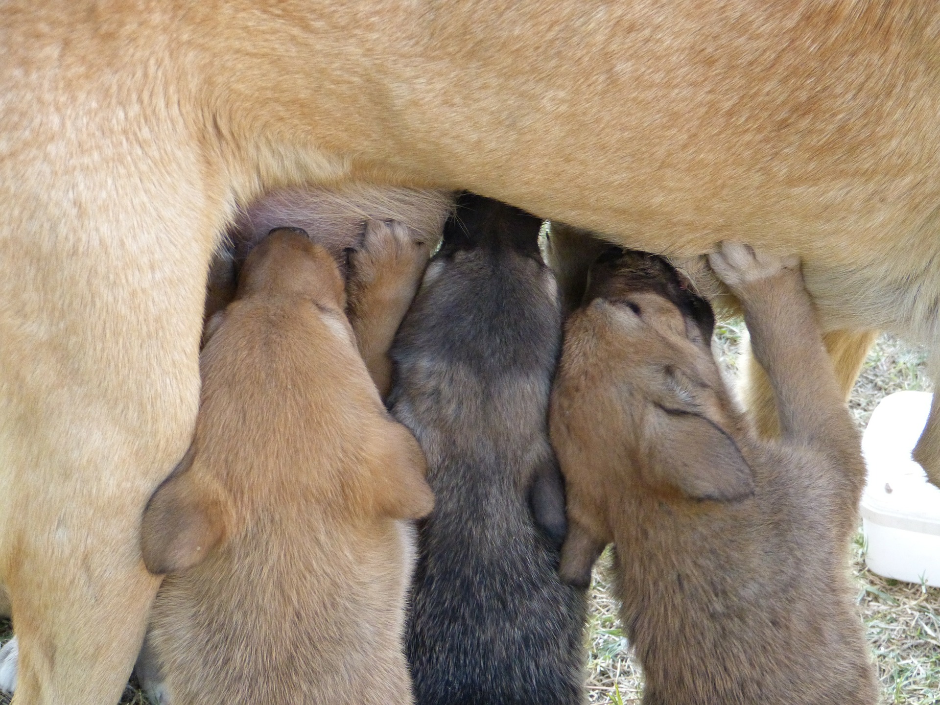 dog g02a91940a 1920