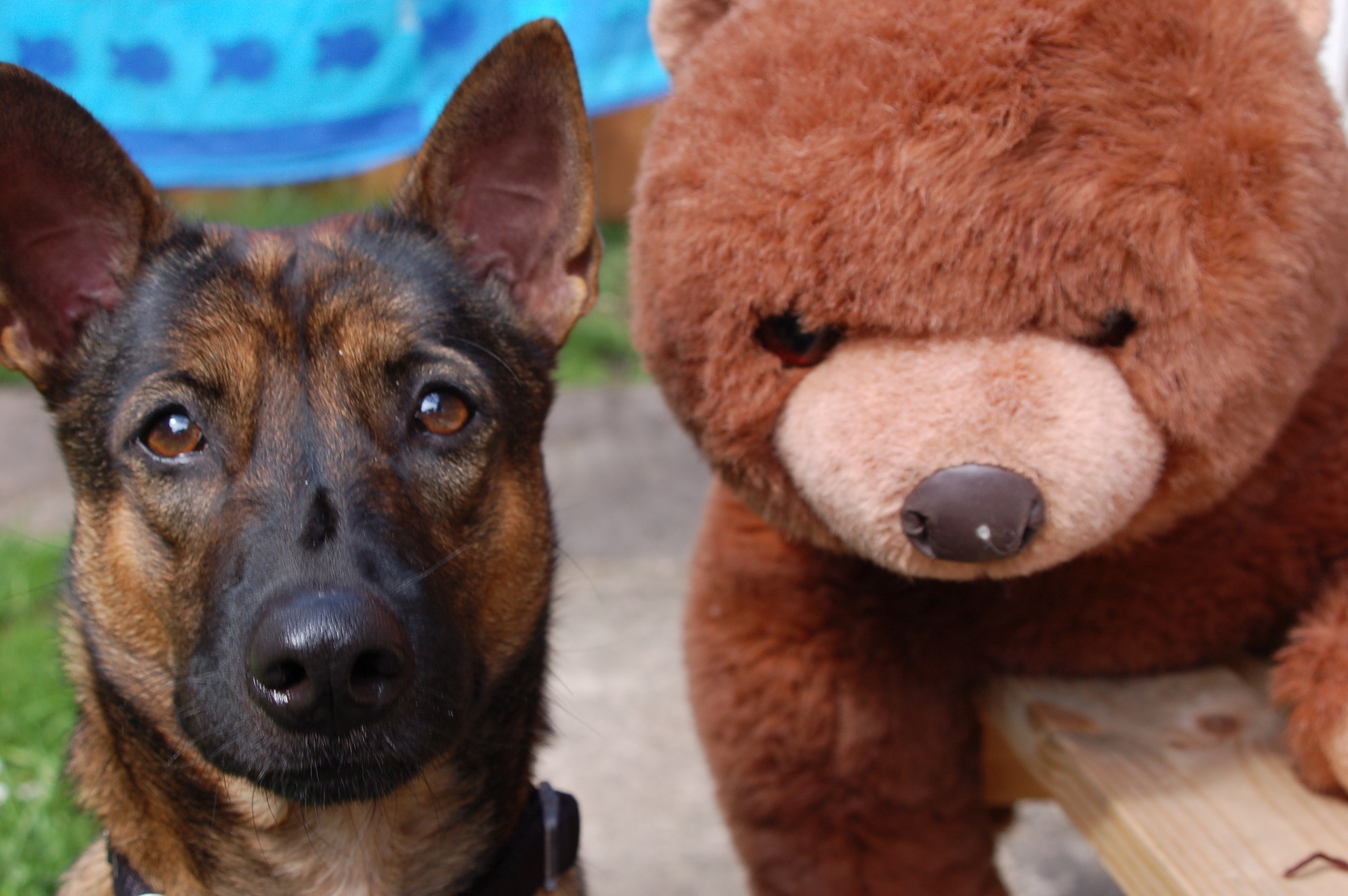 dog g2ac3823d5 1920