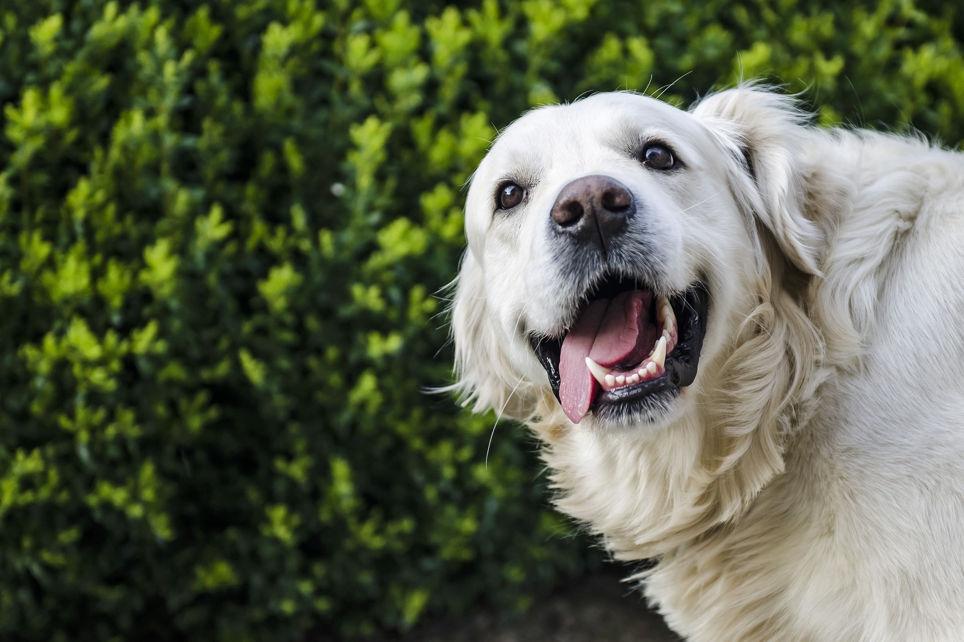 dog g33d8df2fa 1920