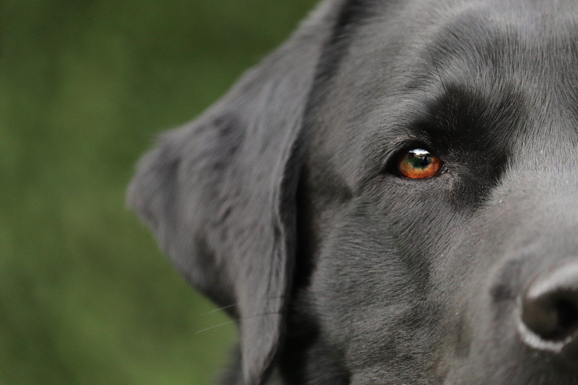 dog g37ea43ee8 1920