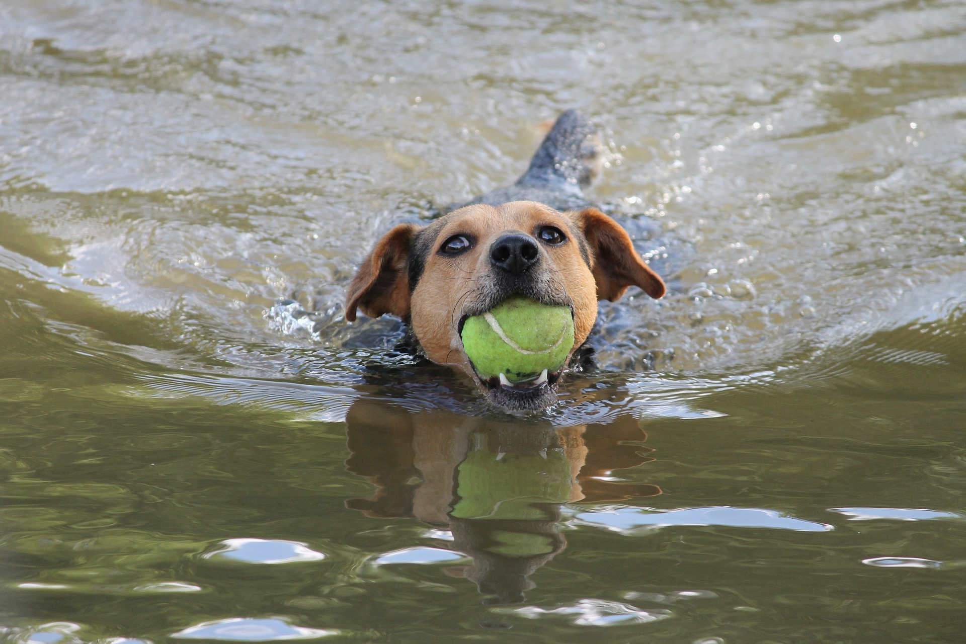 dog g435652b4d 1920