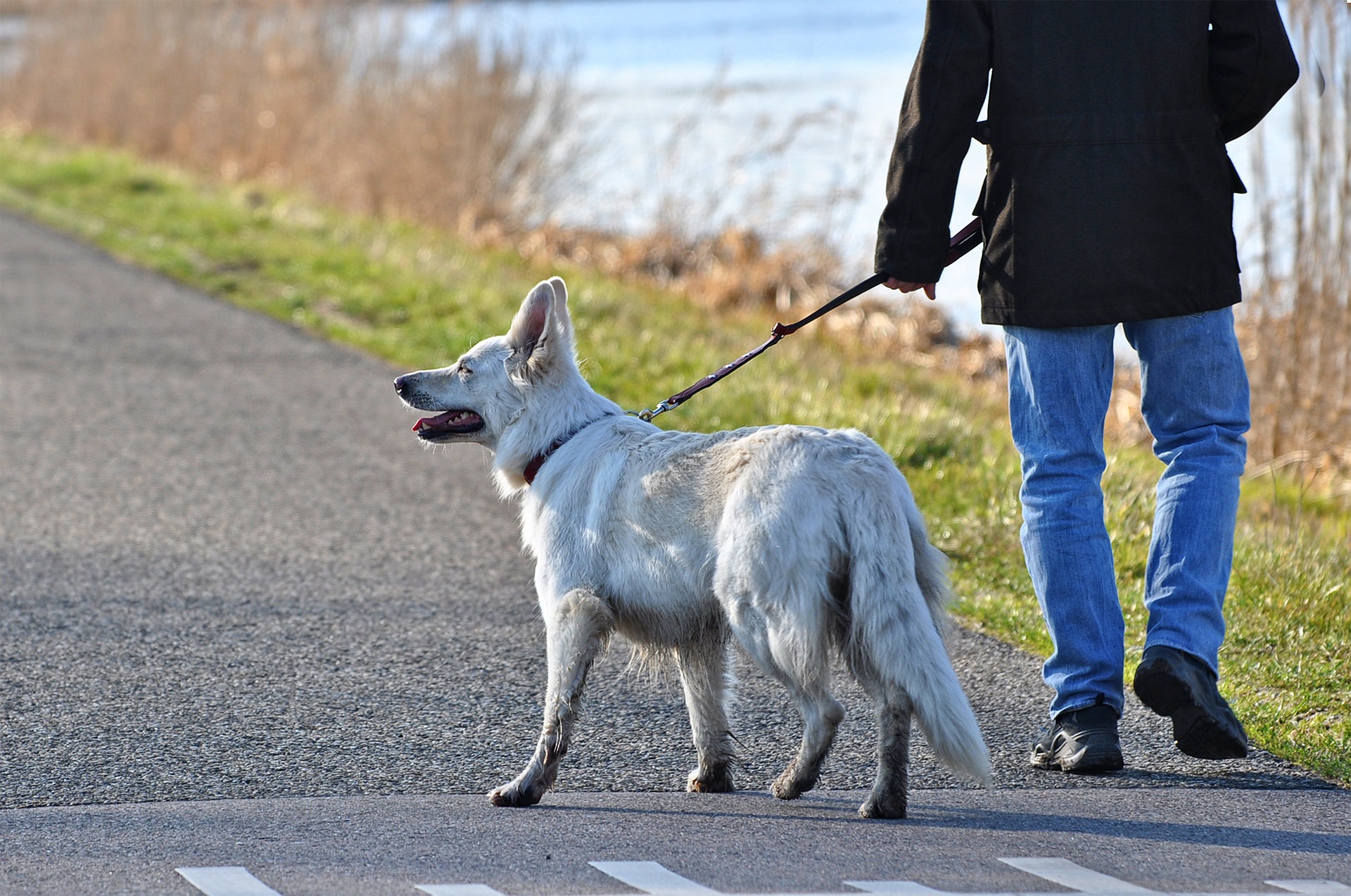 dog g63285f5ee 1920