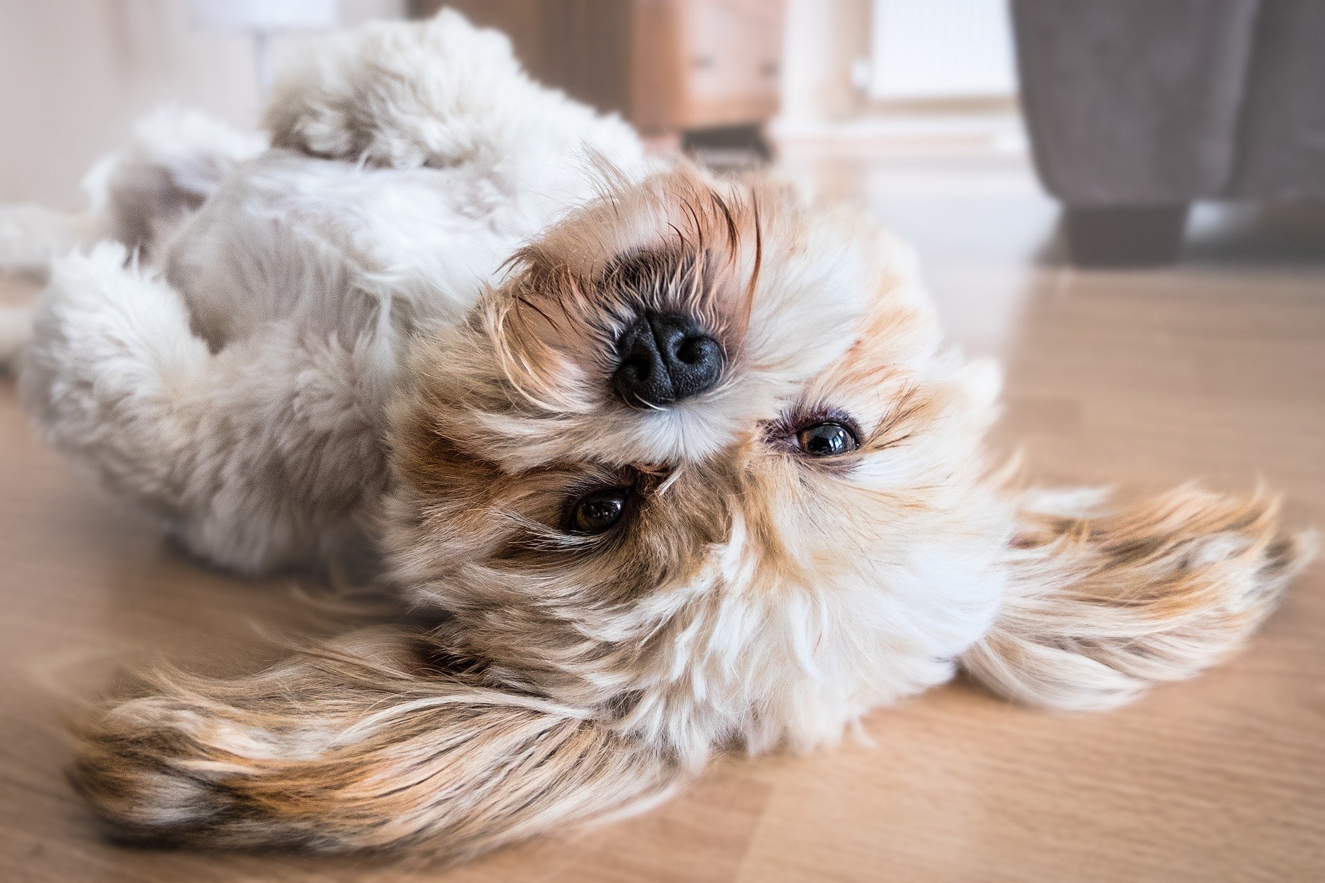 dog g7cf5c4477 1920