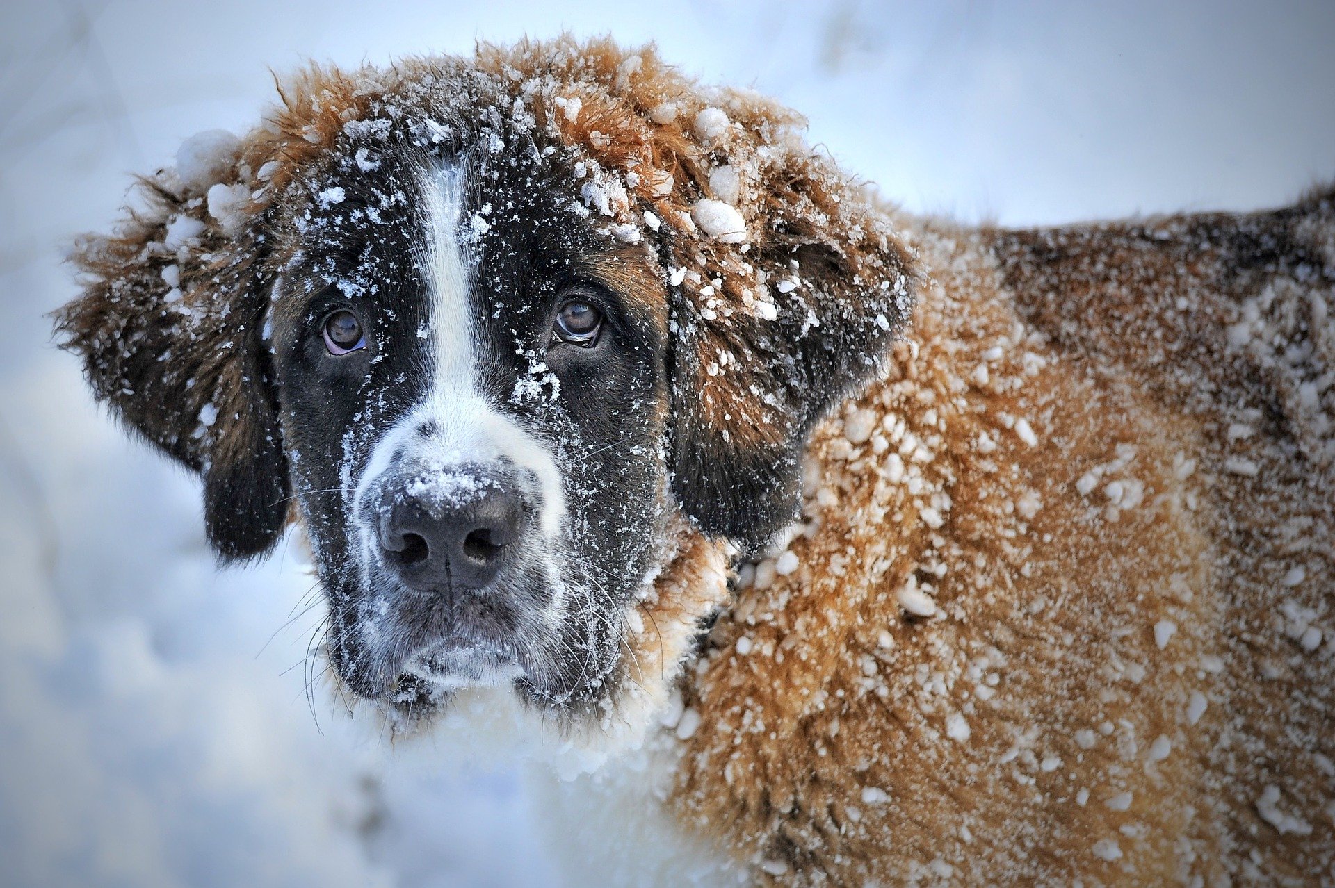 dog g7e9feb364 1920