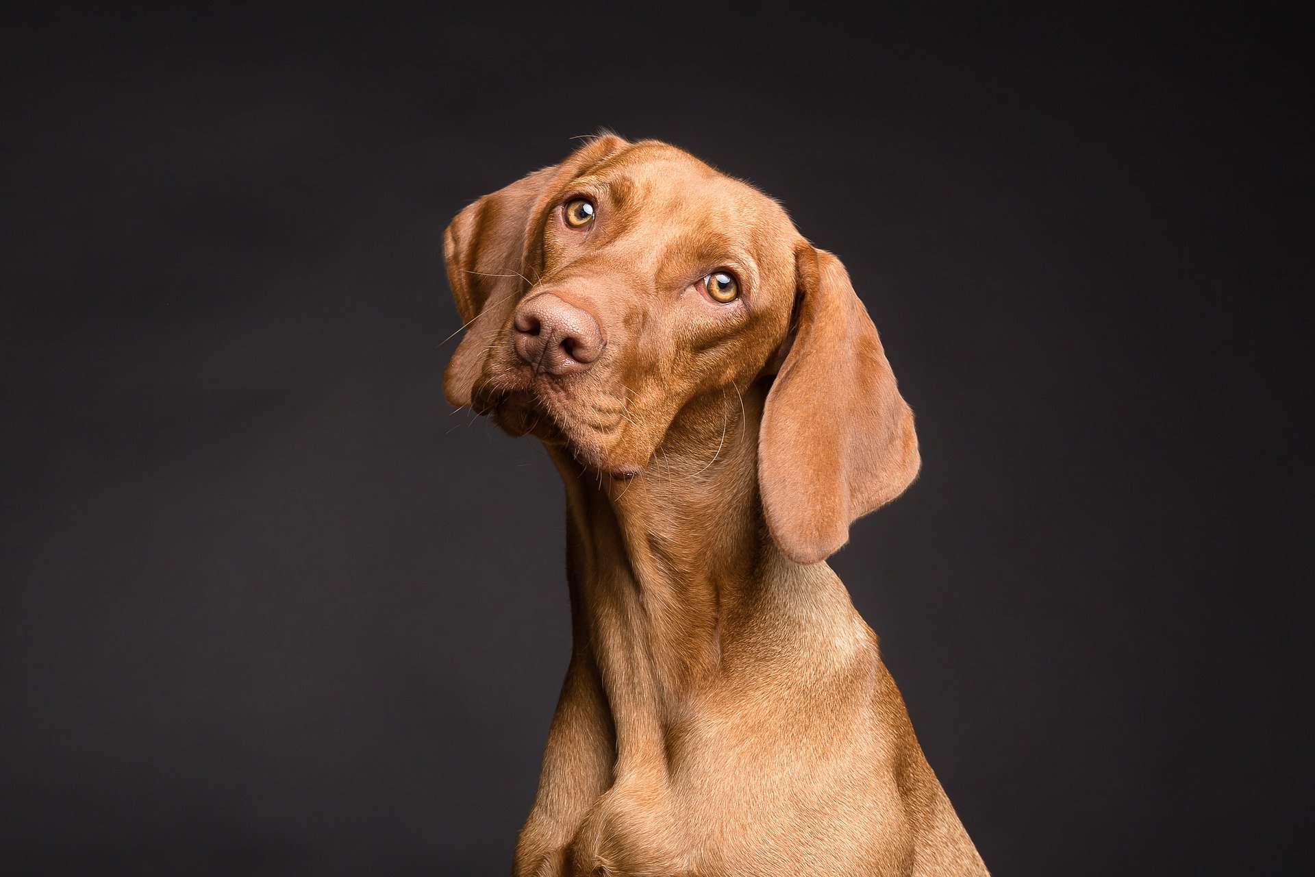 dog gba6b273c8 1920