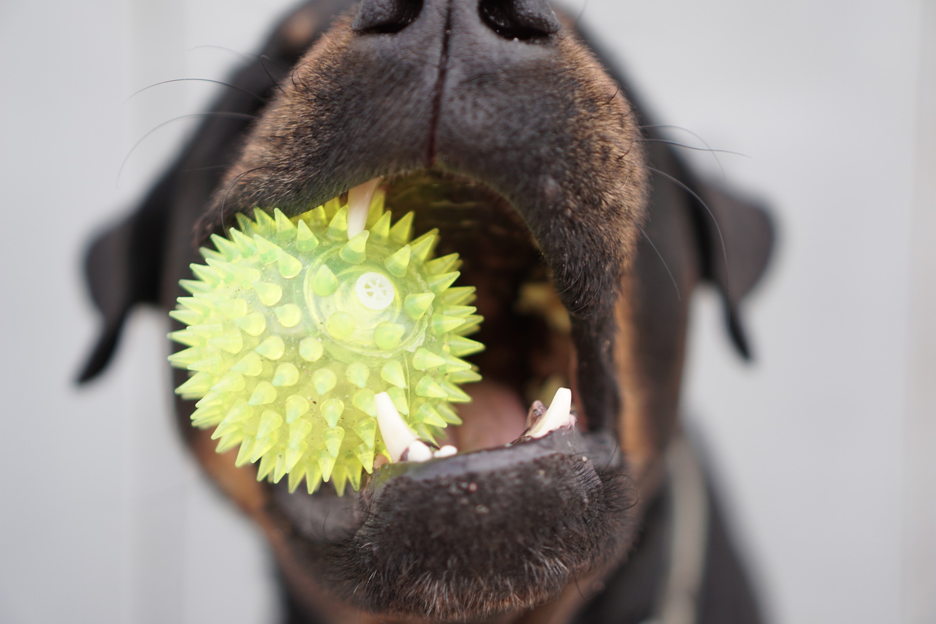 dog gf963a5218 1920