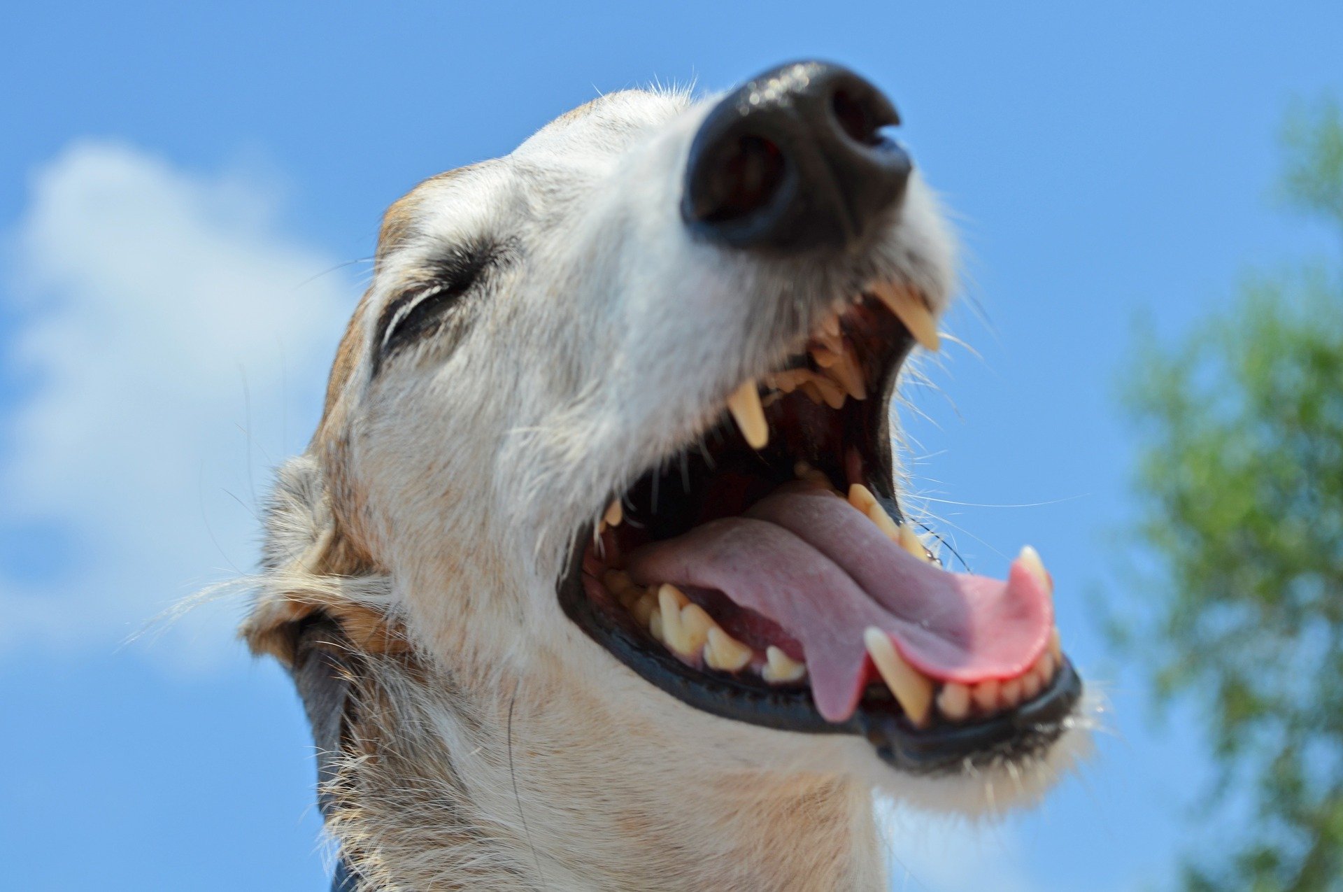 dog gffa4b3442 1920