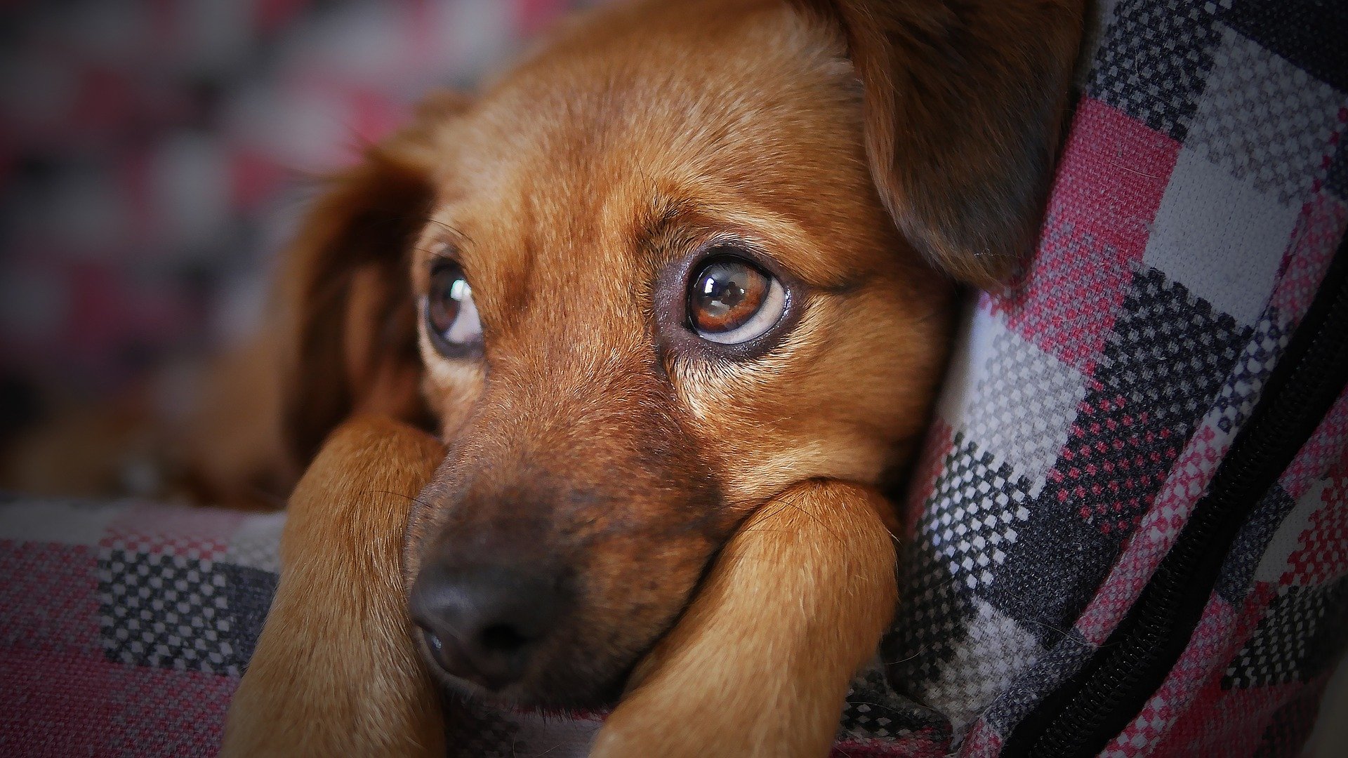 dog gfff48a6f6 1920
