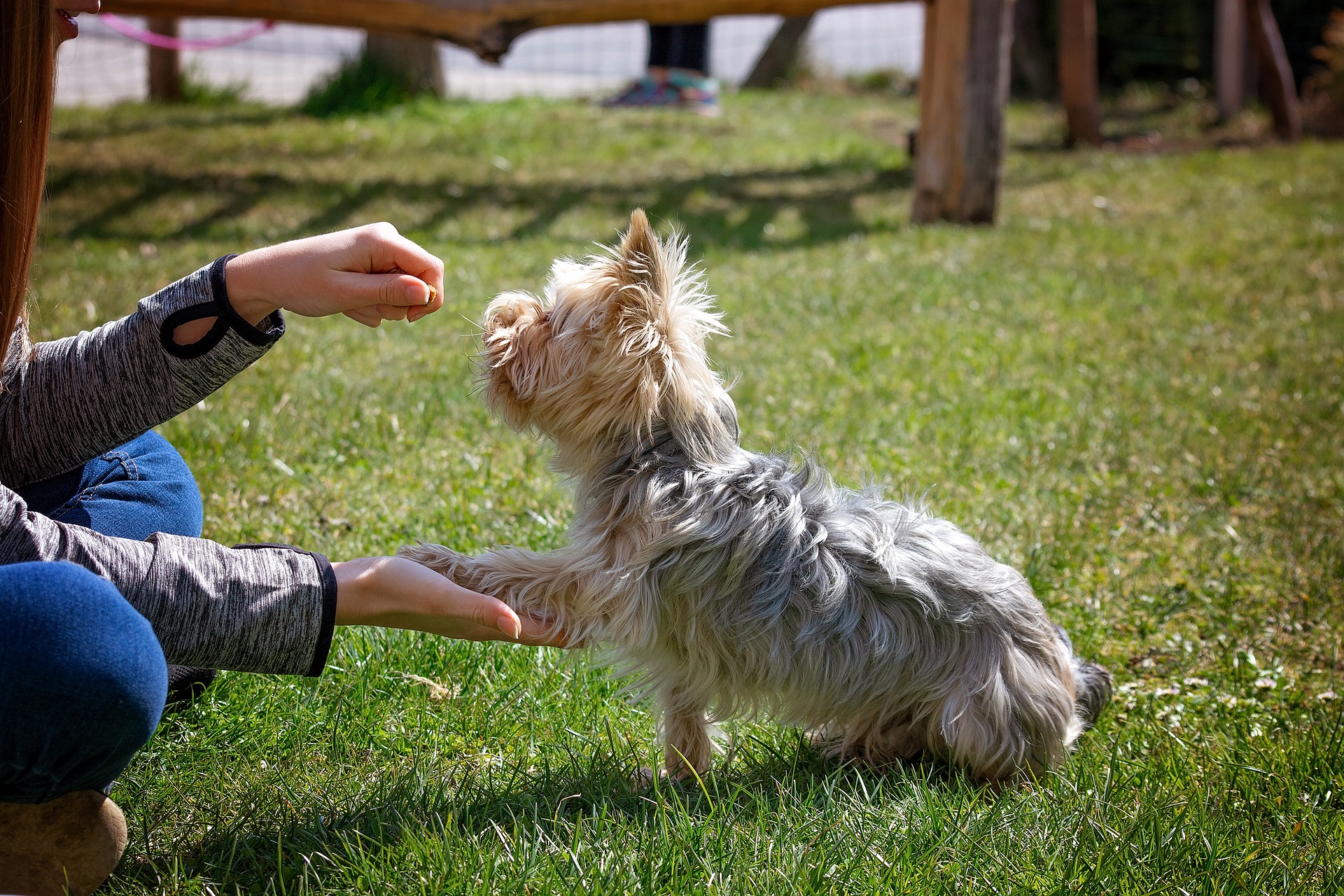 dog training gd321eef88 1920