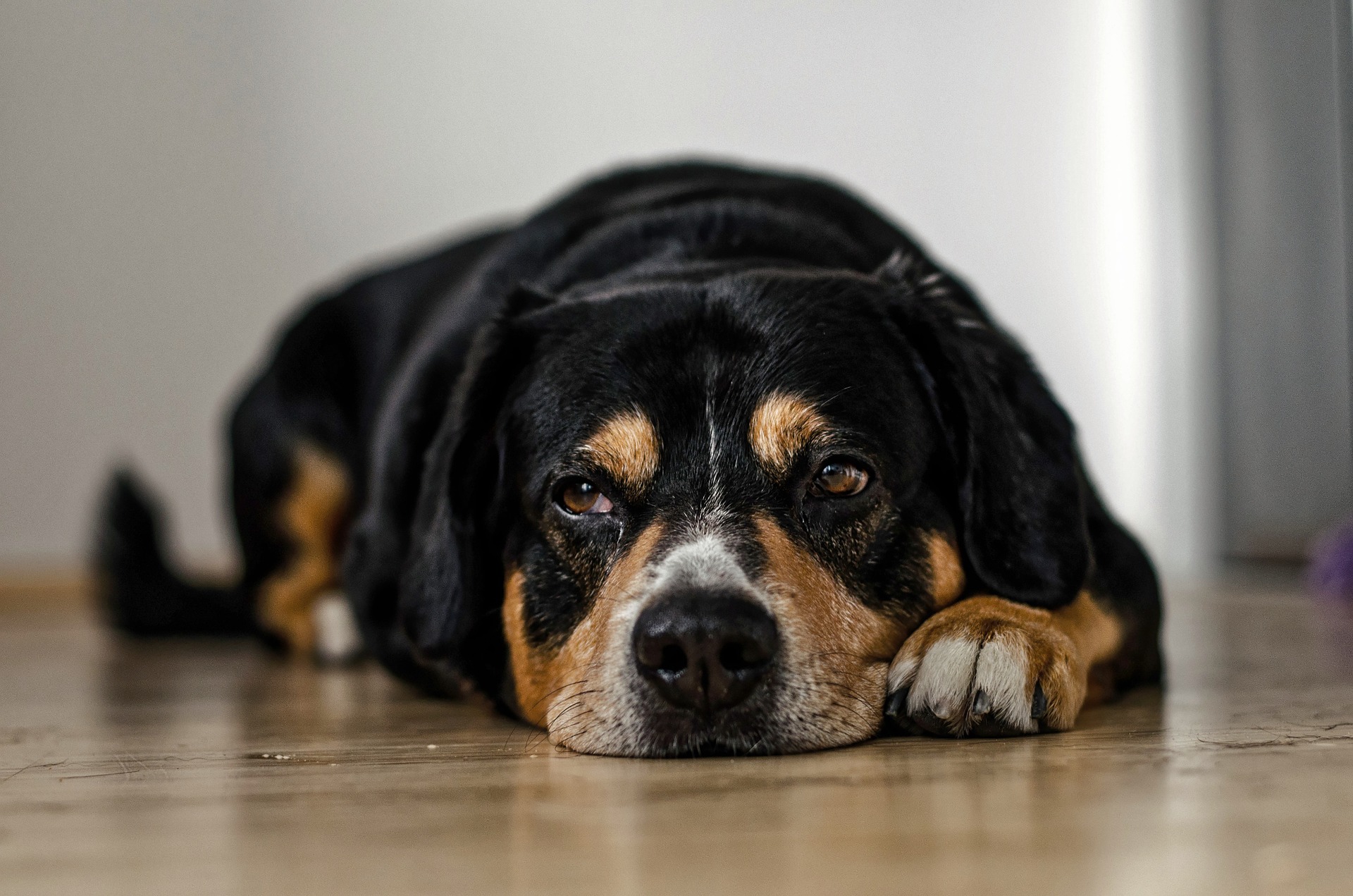 dogs g7fd9f91b2 1920