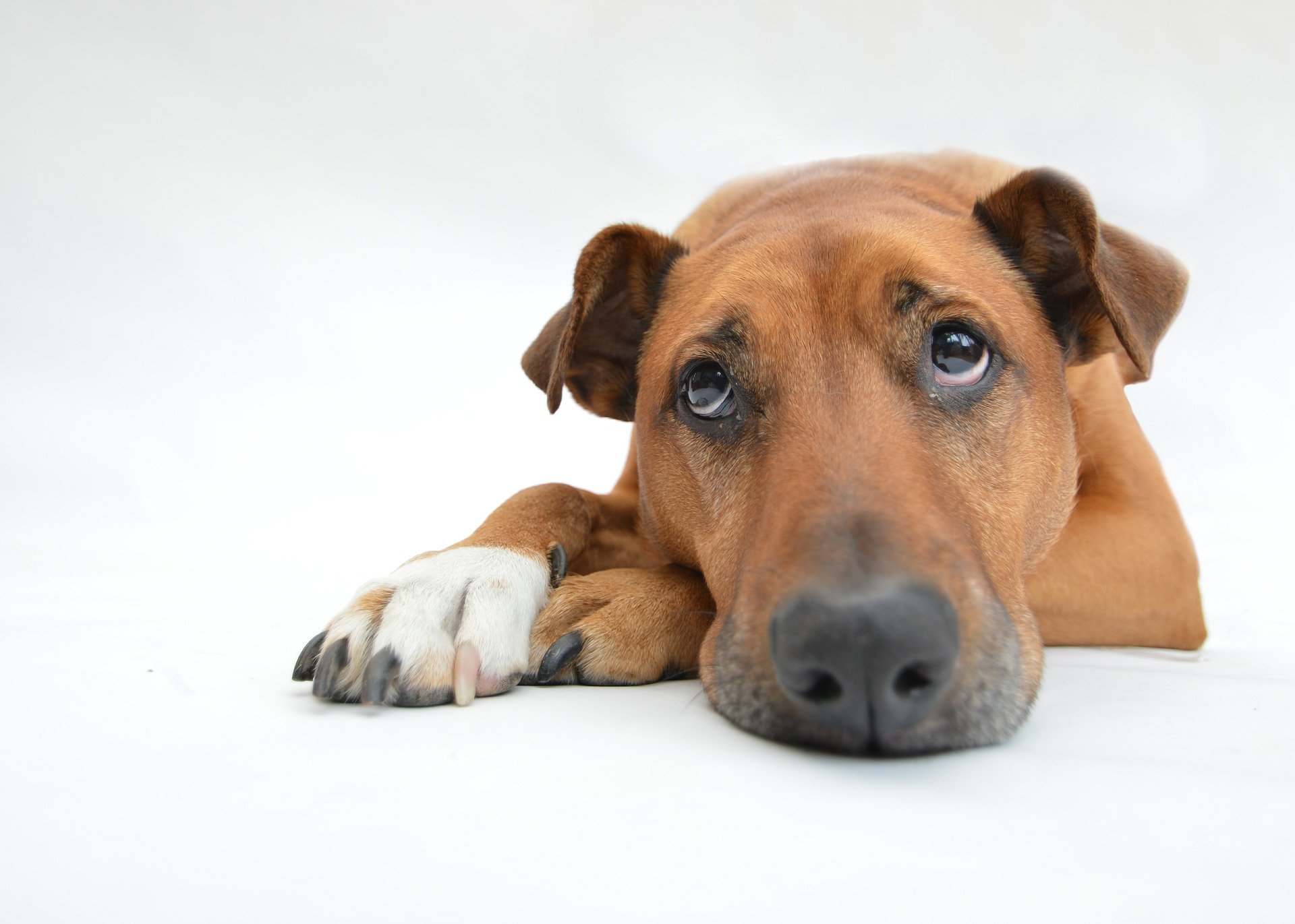 dogs gcbb8e17b9 1920