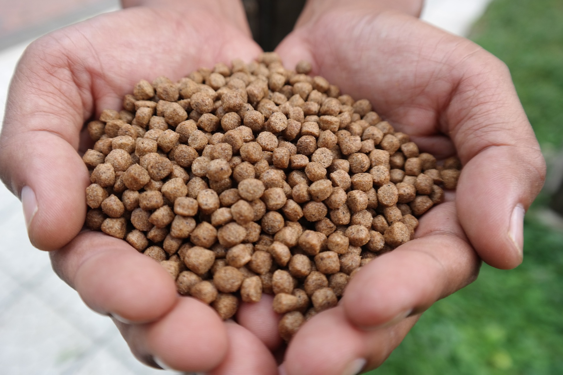 fish food g34e0d97b1 1920