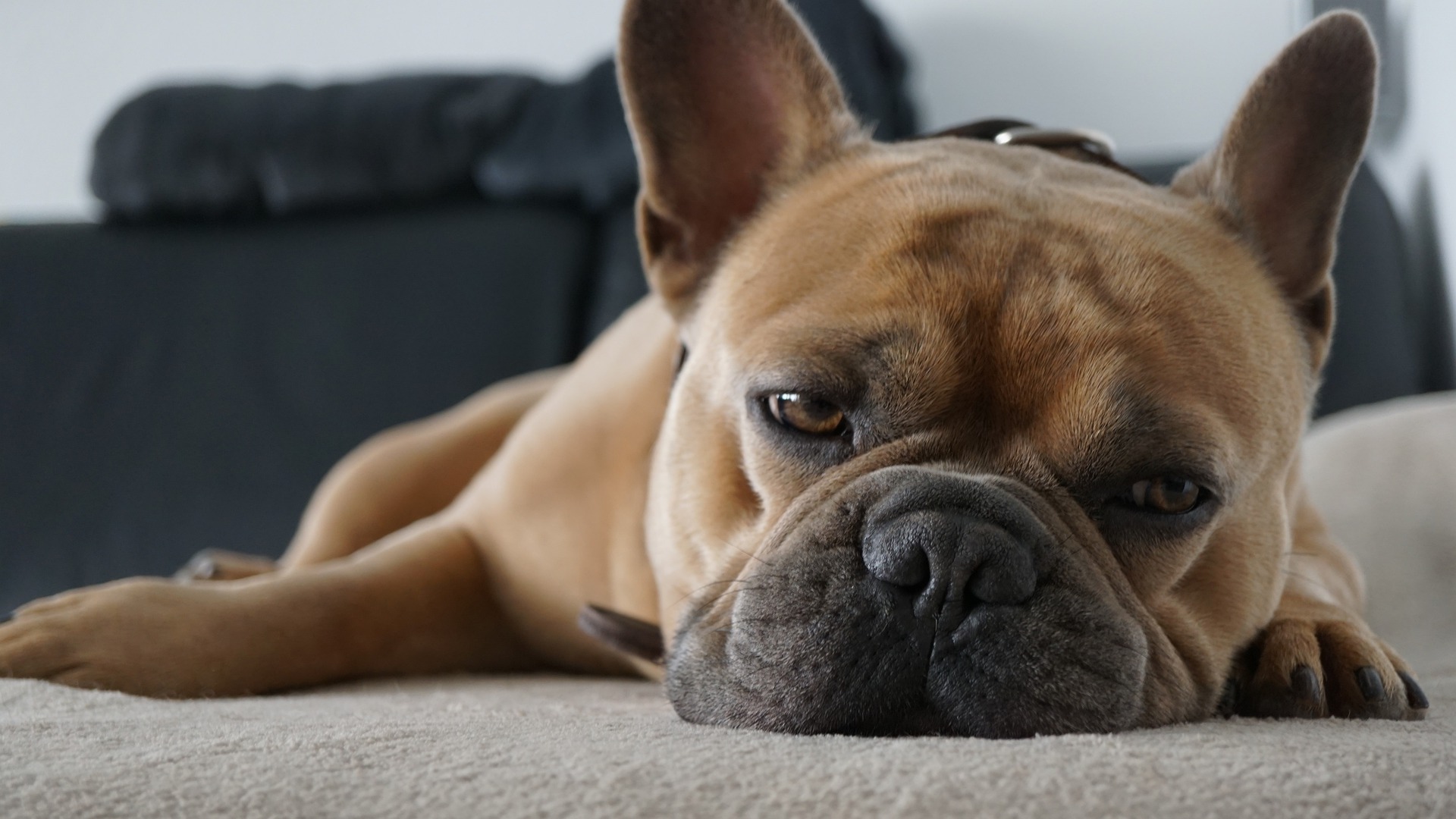 french bulldog g1fe6564c1 1920