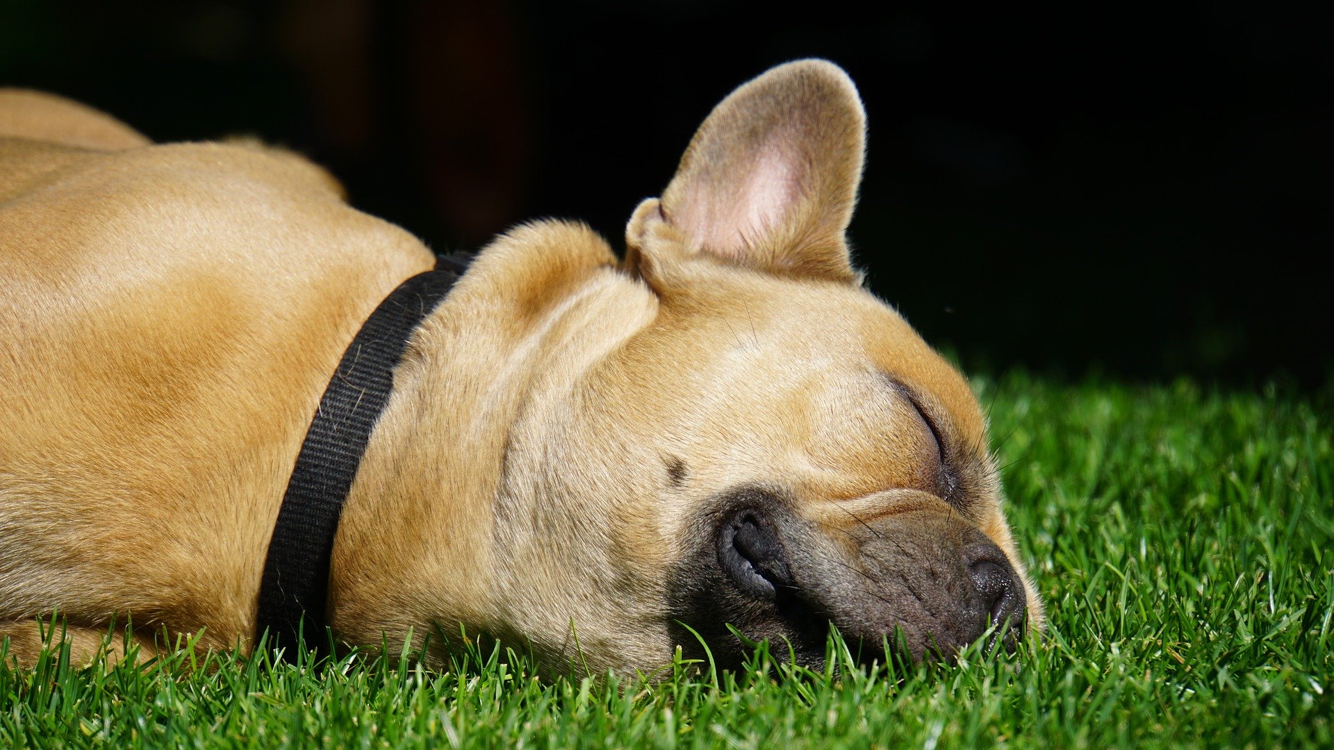 french bulldog g2e853a0dc 1920