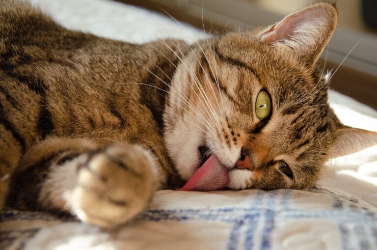Hilfe, meine Katze stinkt Was tun, wenn die Katze unangenehm riecht?