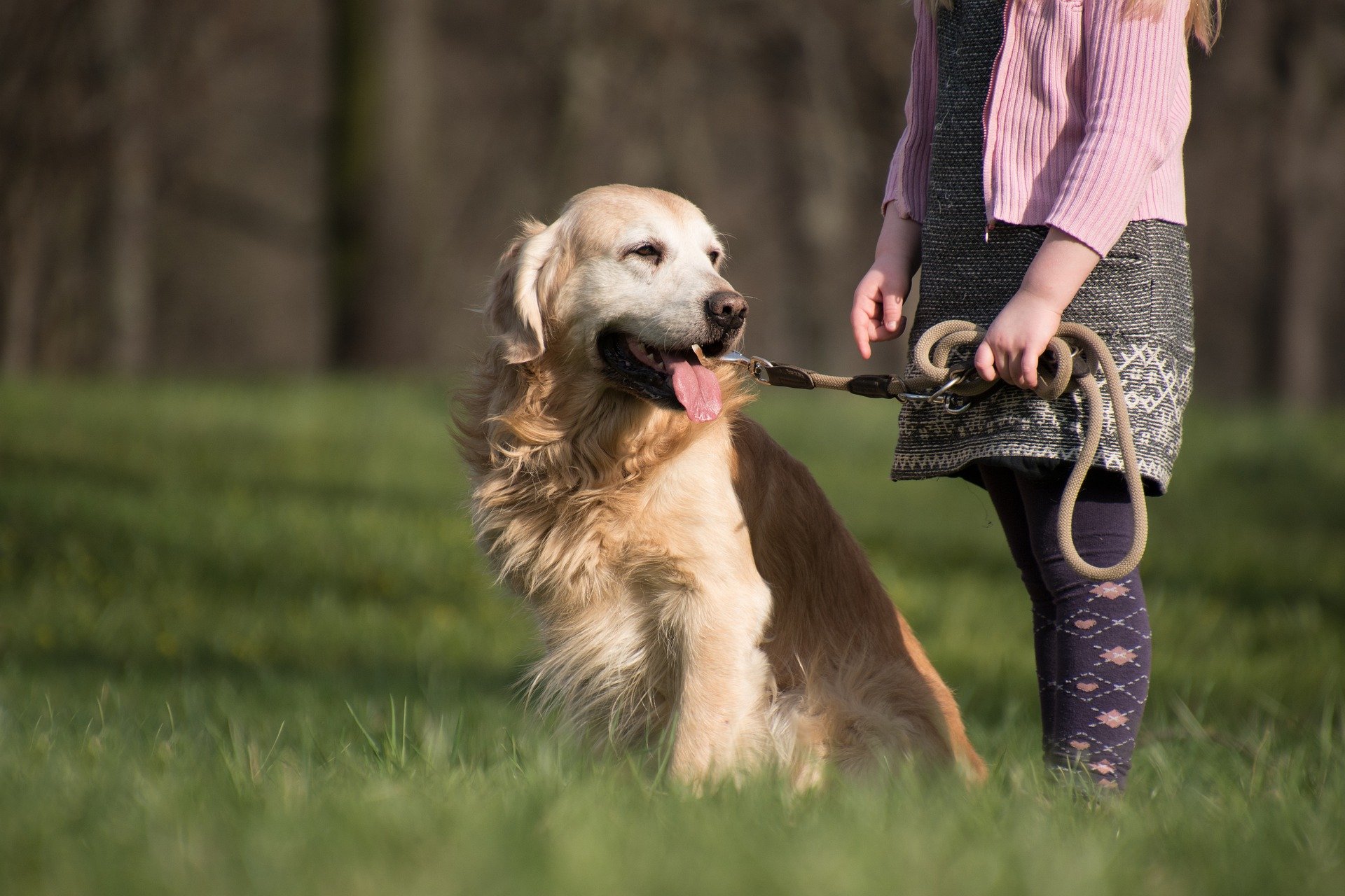golden retriever ga6e29c512 1920