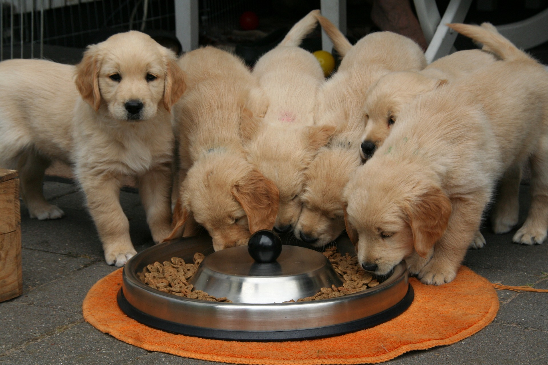 golden retriever puppy g52f4d55f6 1920