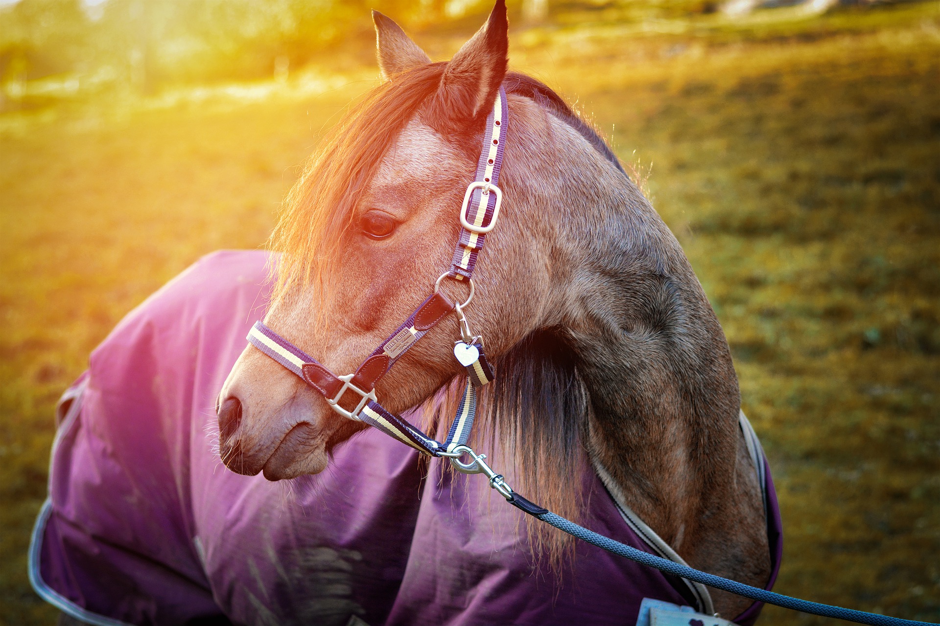 horse g03e8fa476 1920