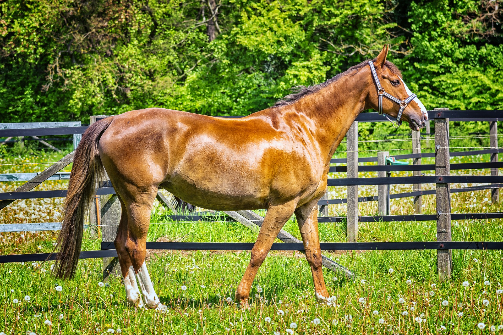 horse g43126ff6d 1920