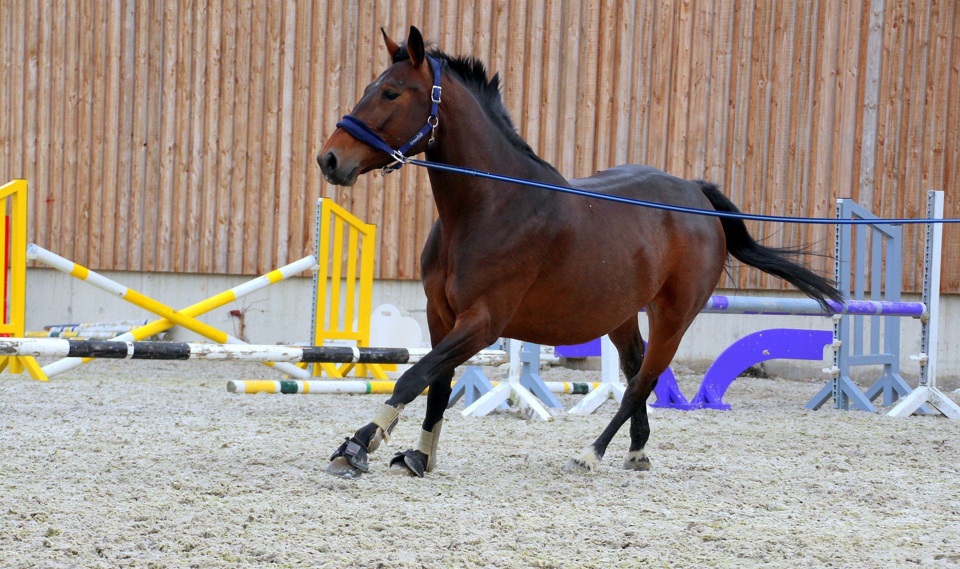horse g7fa164778 1920