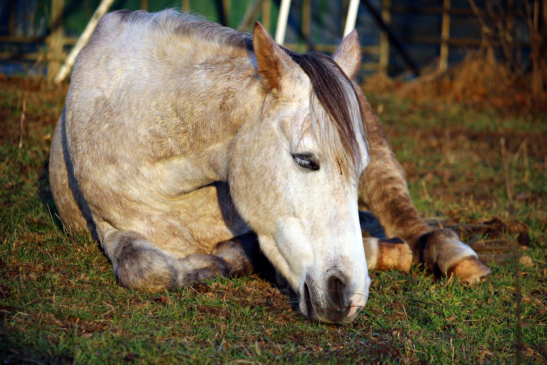 horse g8165d2e32 1920