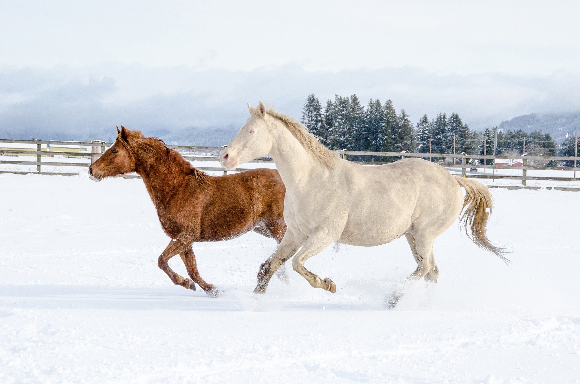horse g93256fcda 1920