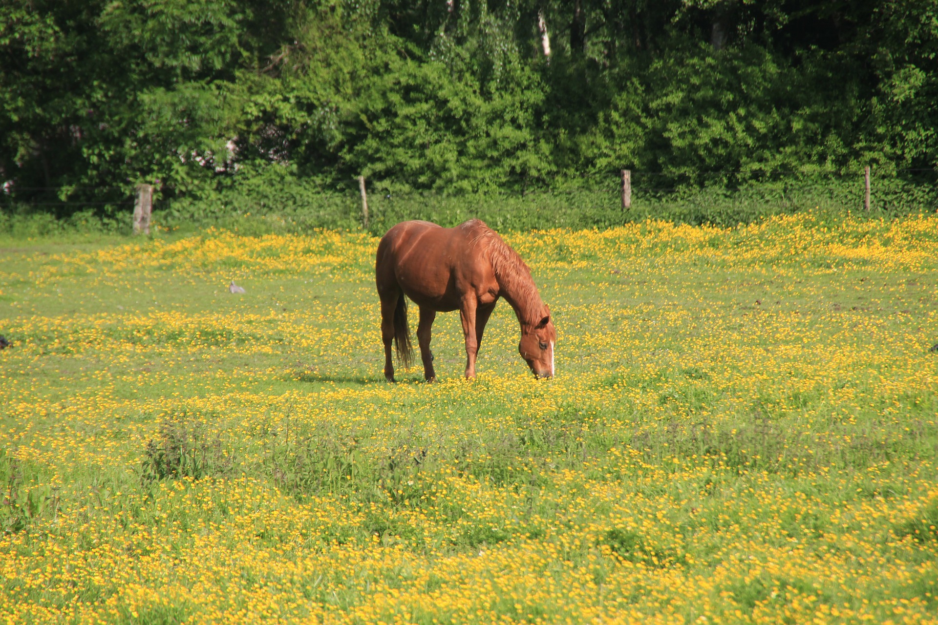 horse ga83644ccc 1920