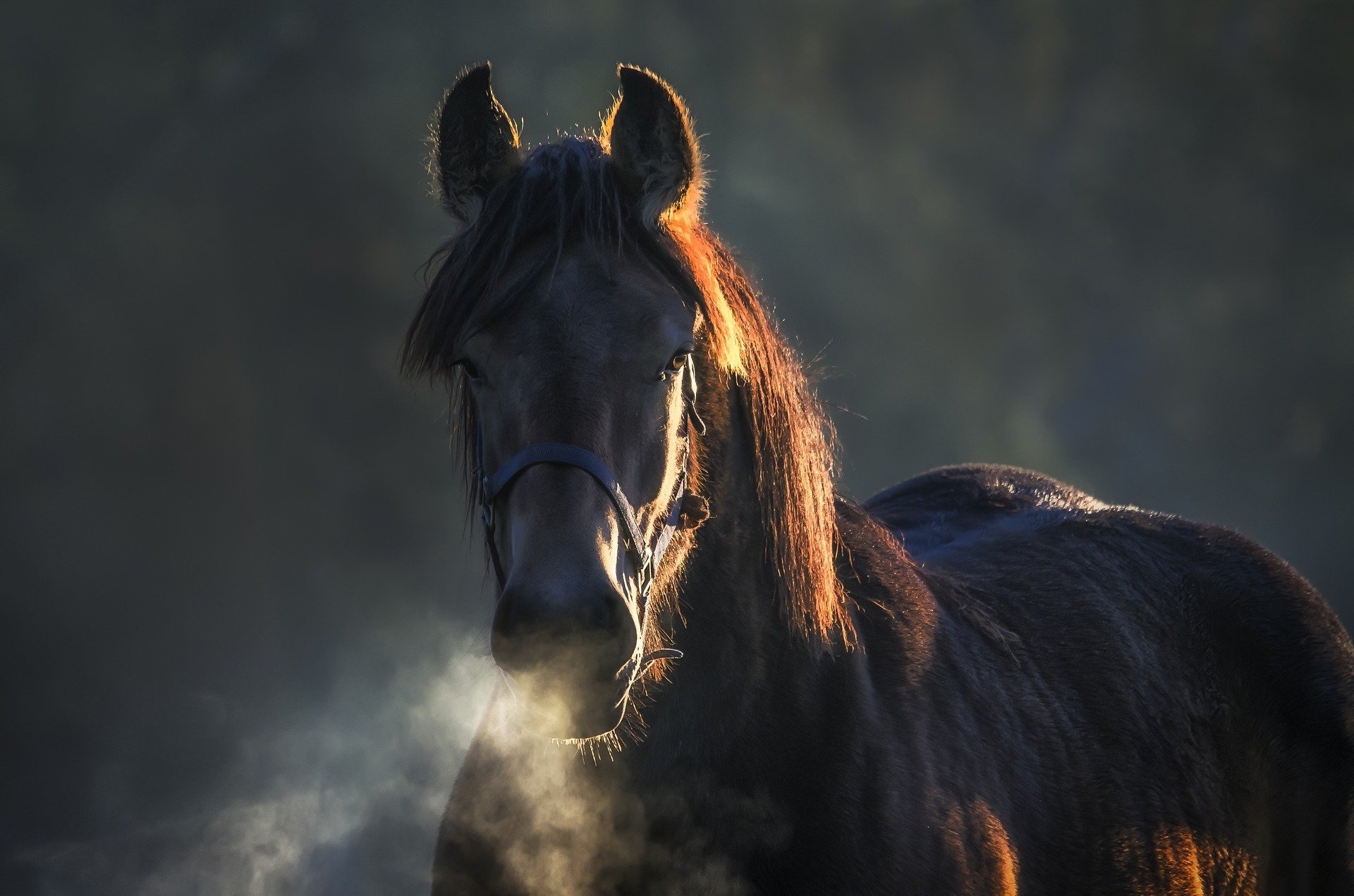 horse gbb841f1ec 1920