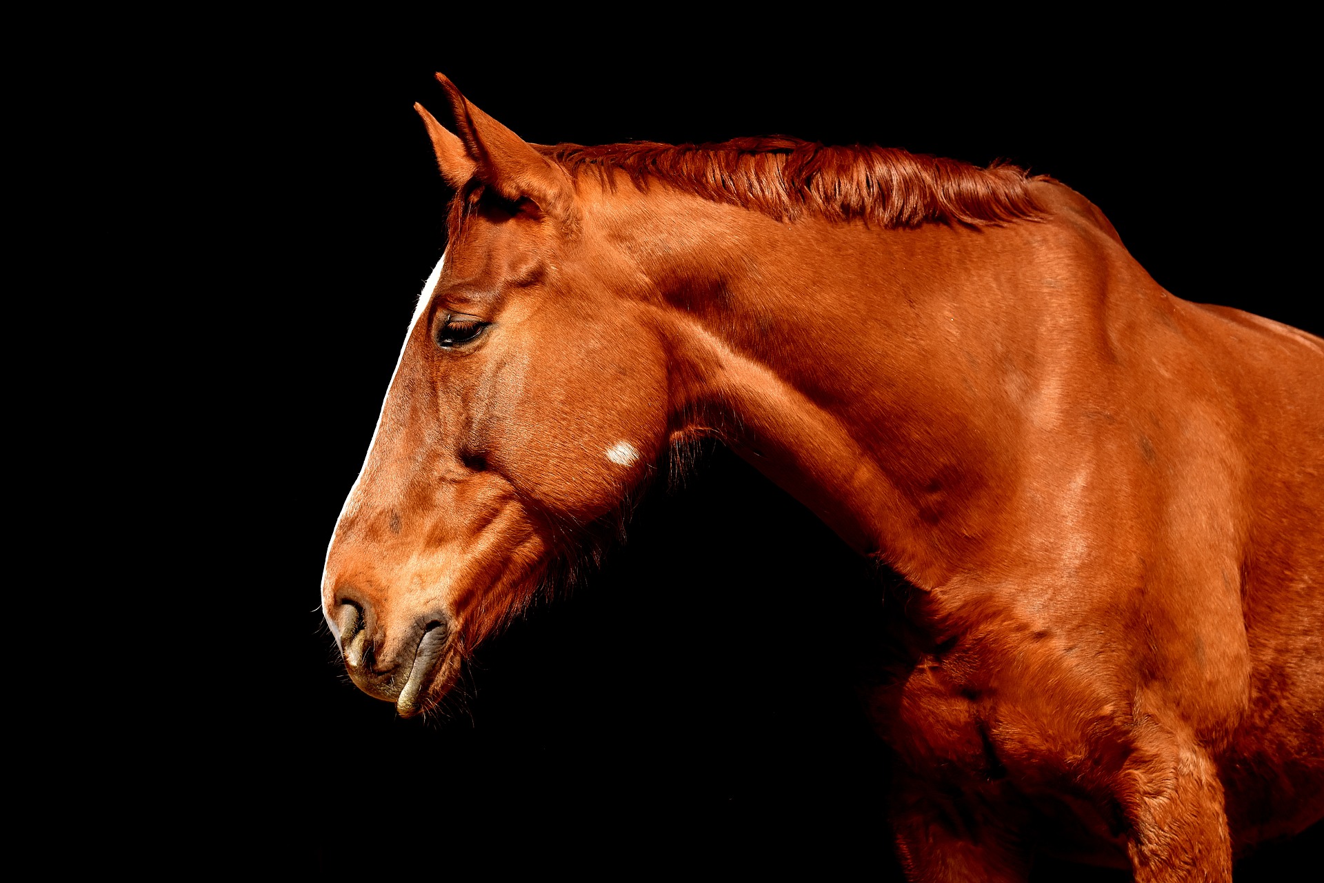 horse gd2847f252 1920