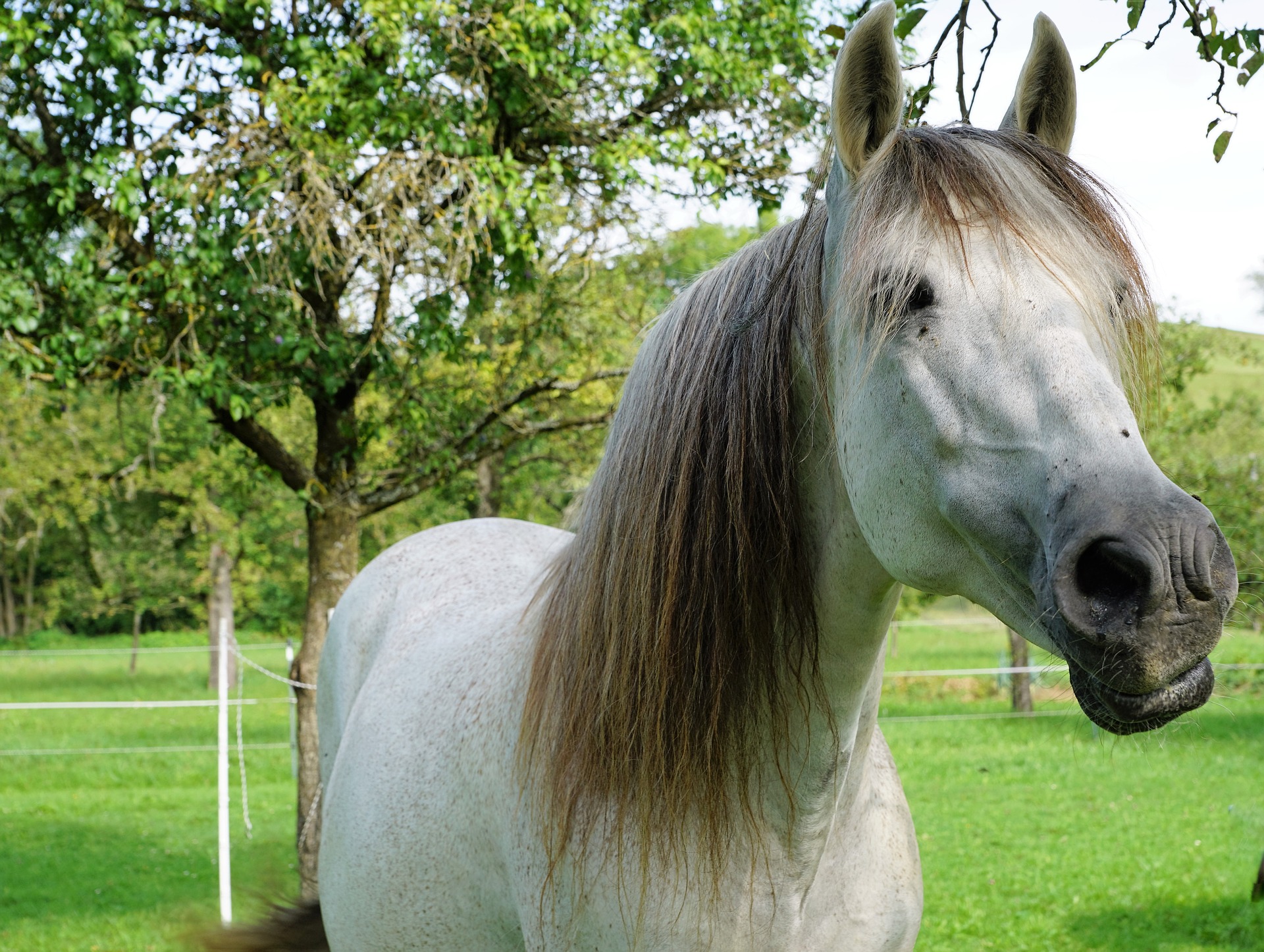 horse gd5a1b8967 1920