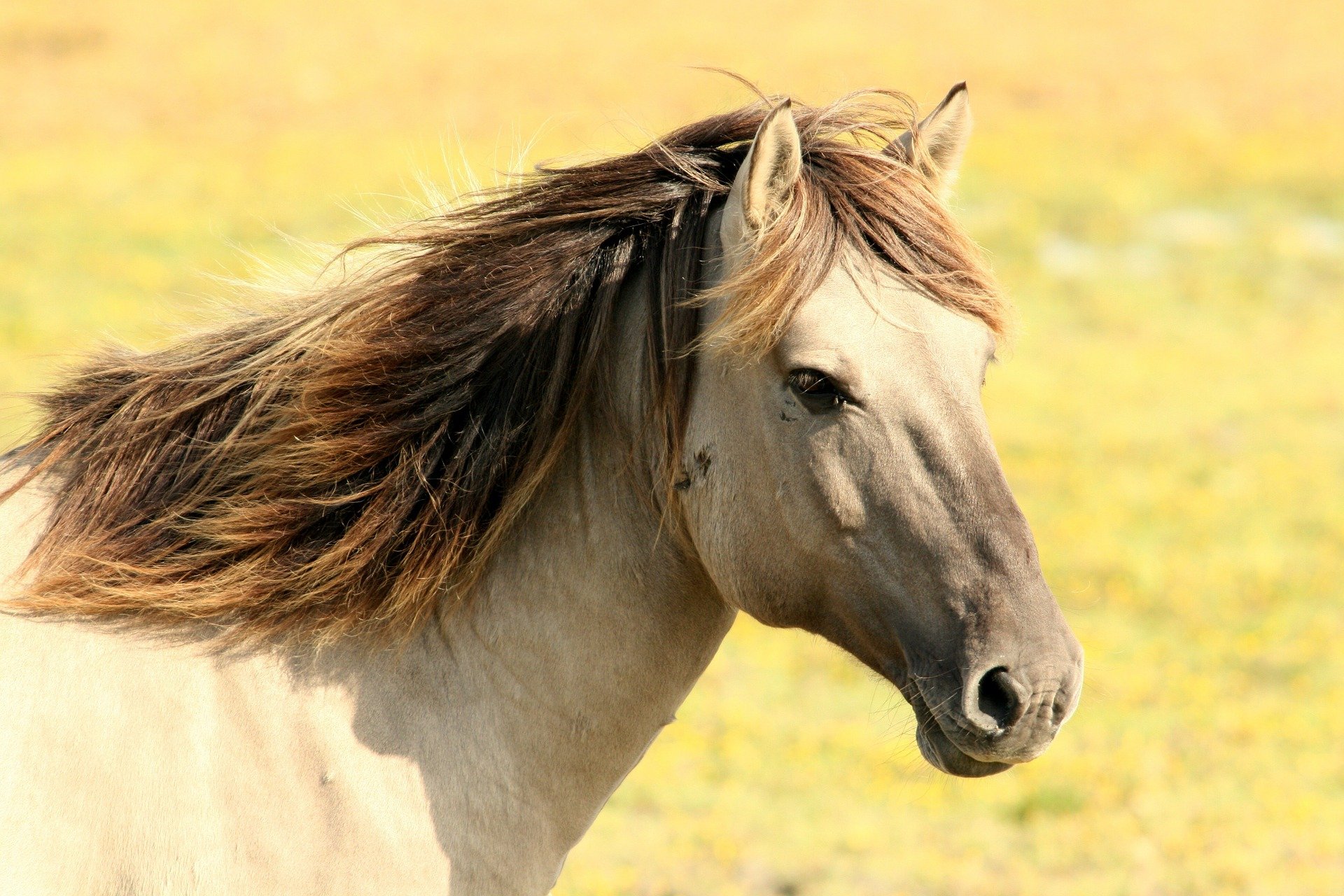 horse ge6125c333 1920