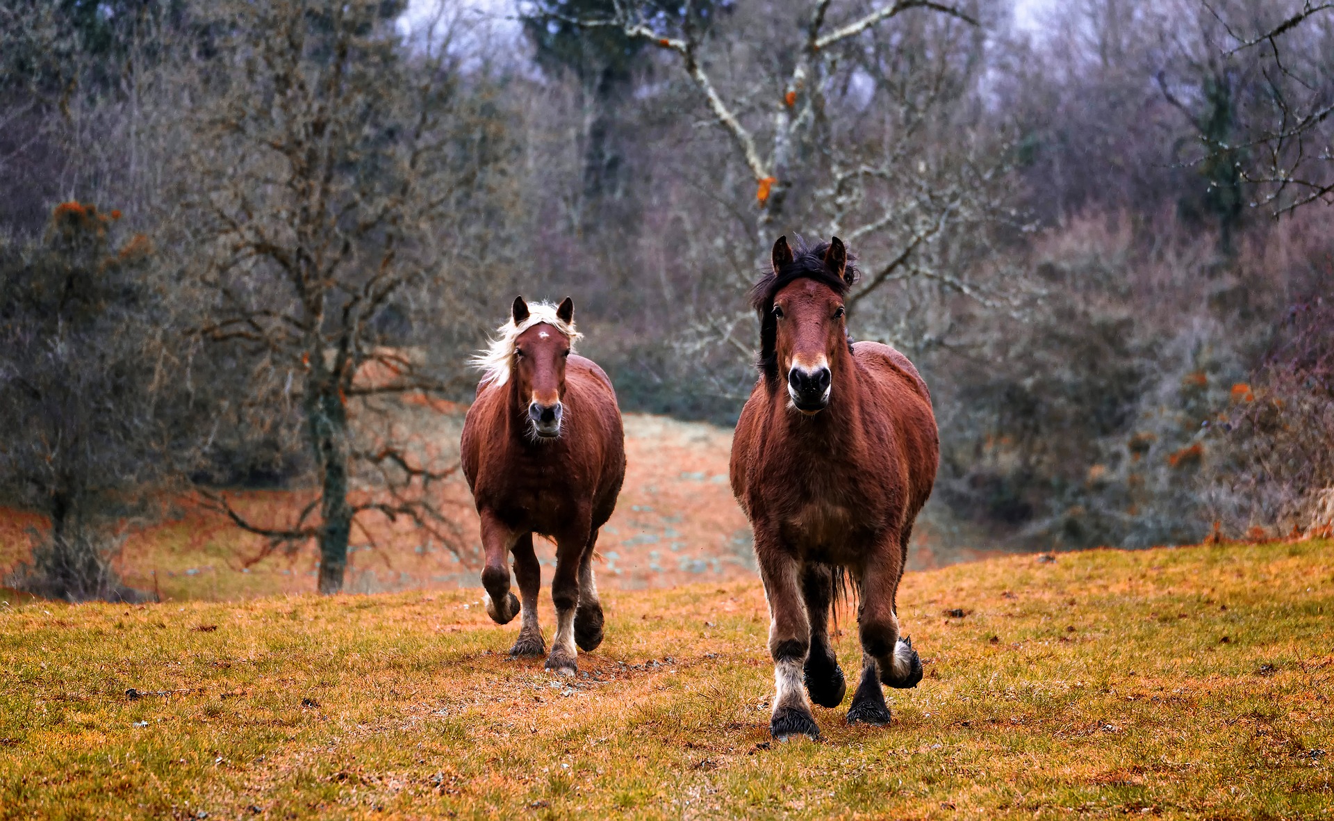 horses gbeb9026a9 1920