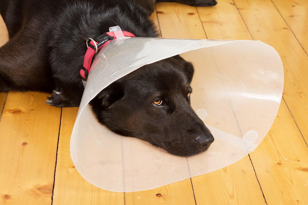 hueftdysplasie-hund