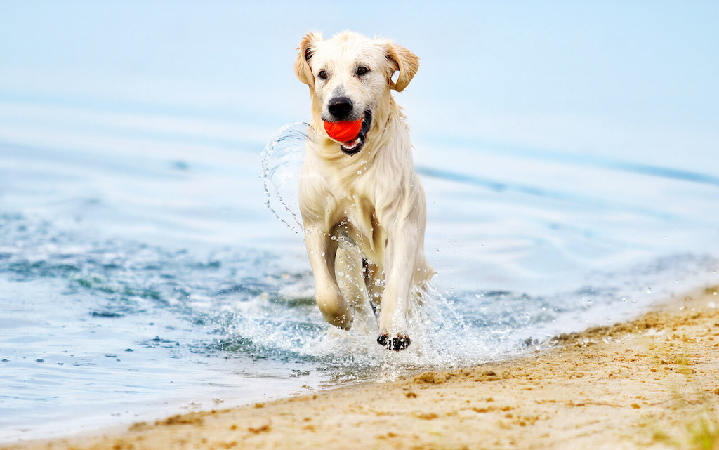 Hundestrand