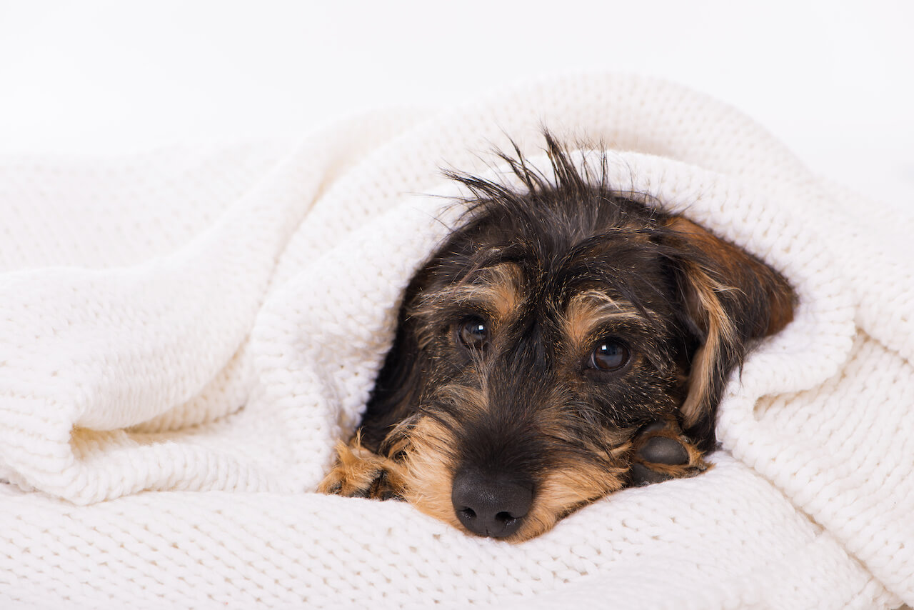 videnskabsmand Frem kapre Husten und Niesen beim Hund - das solltest Du wissen