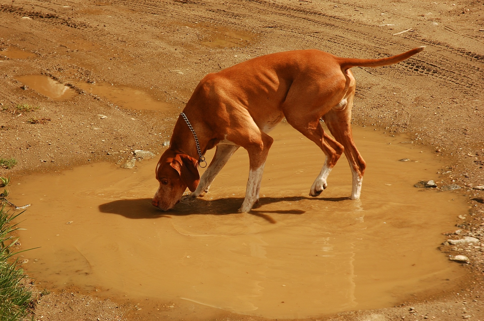 hunting dog g9d619a880 1920