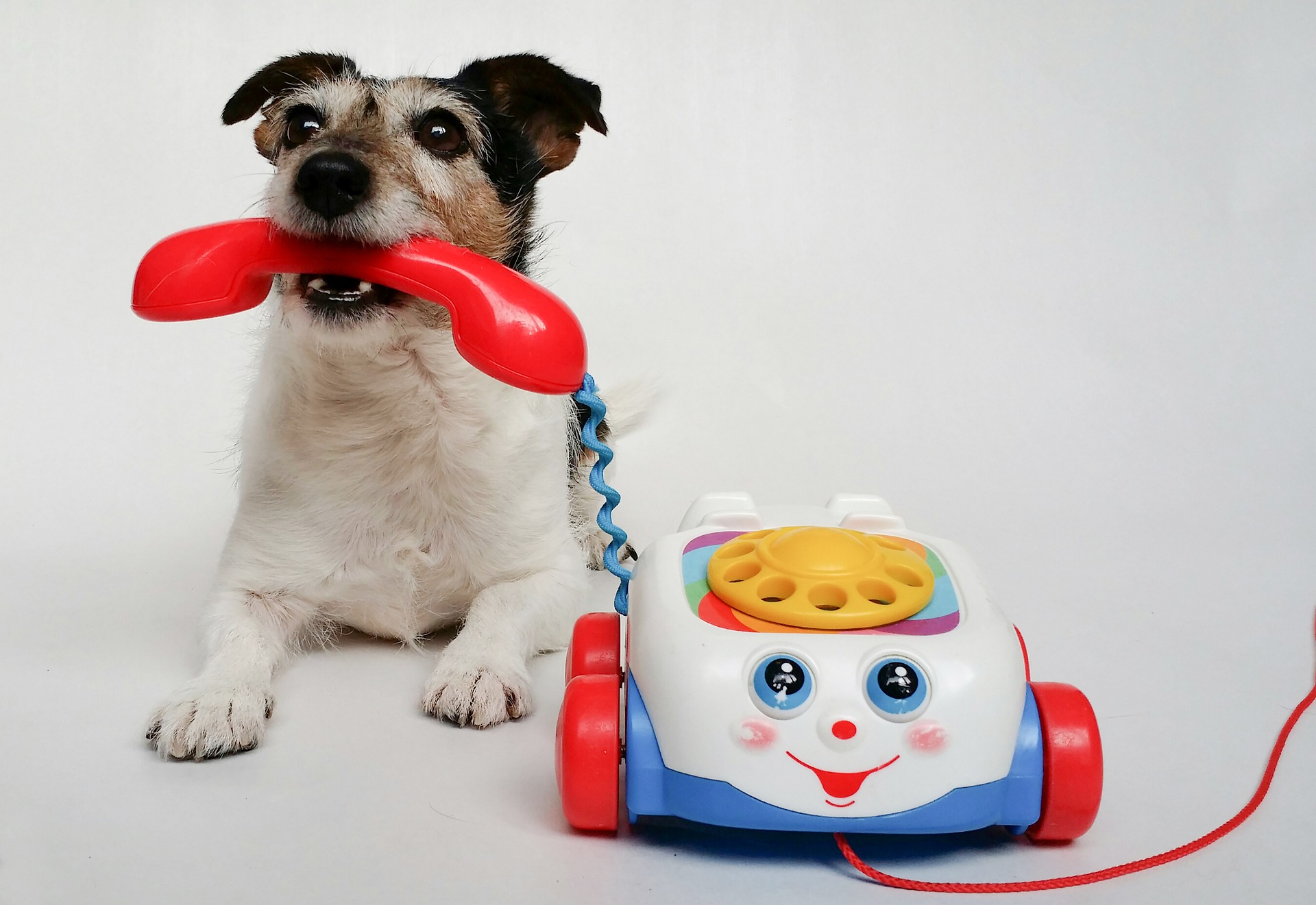 jack russell terrier g7fad38531 1920