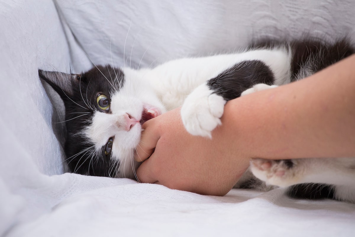Katze Beisst Andere Katze Ins Genick Hilfe, meine Katze beißt!