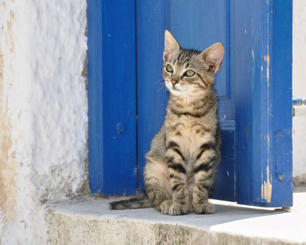 katze-zugelaufen