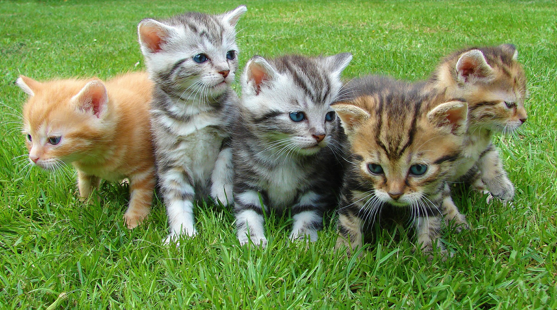 kittens gdd923767a 1920