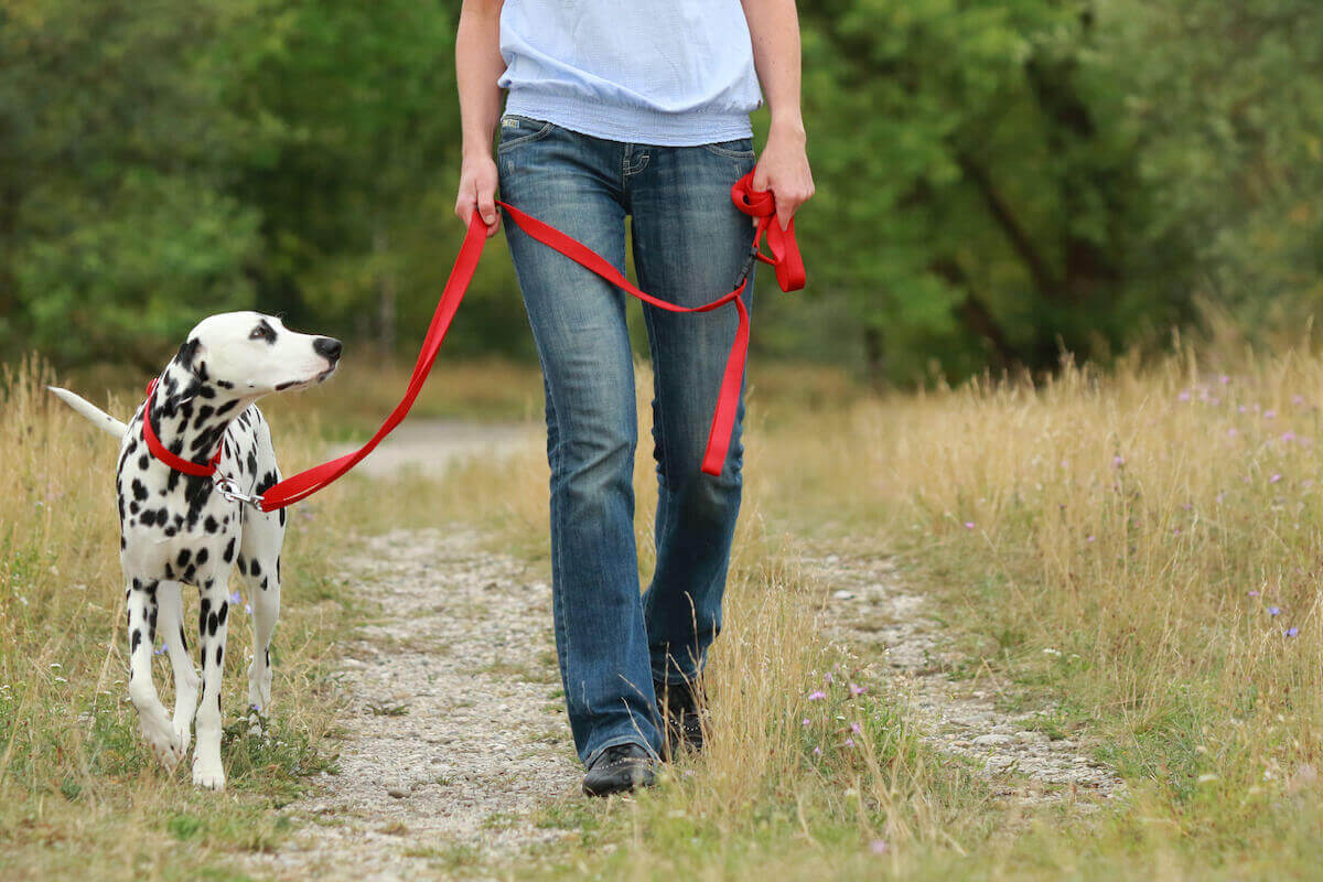 leinenfuehrigkeit-hund