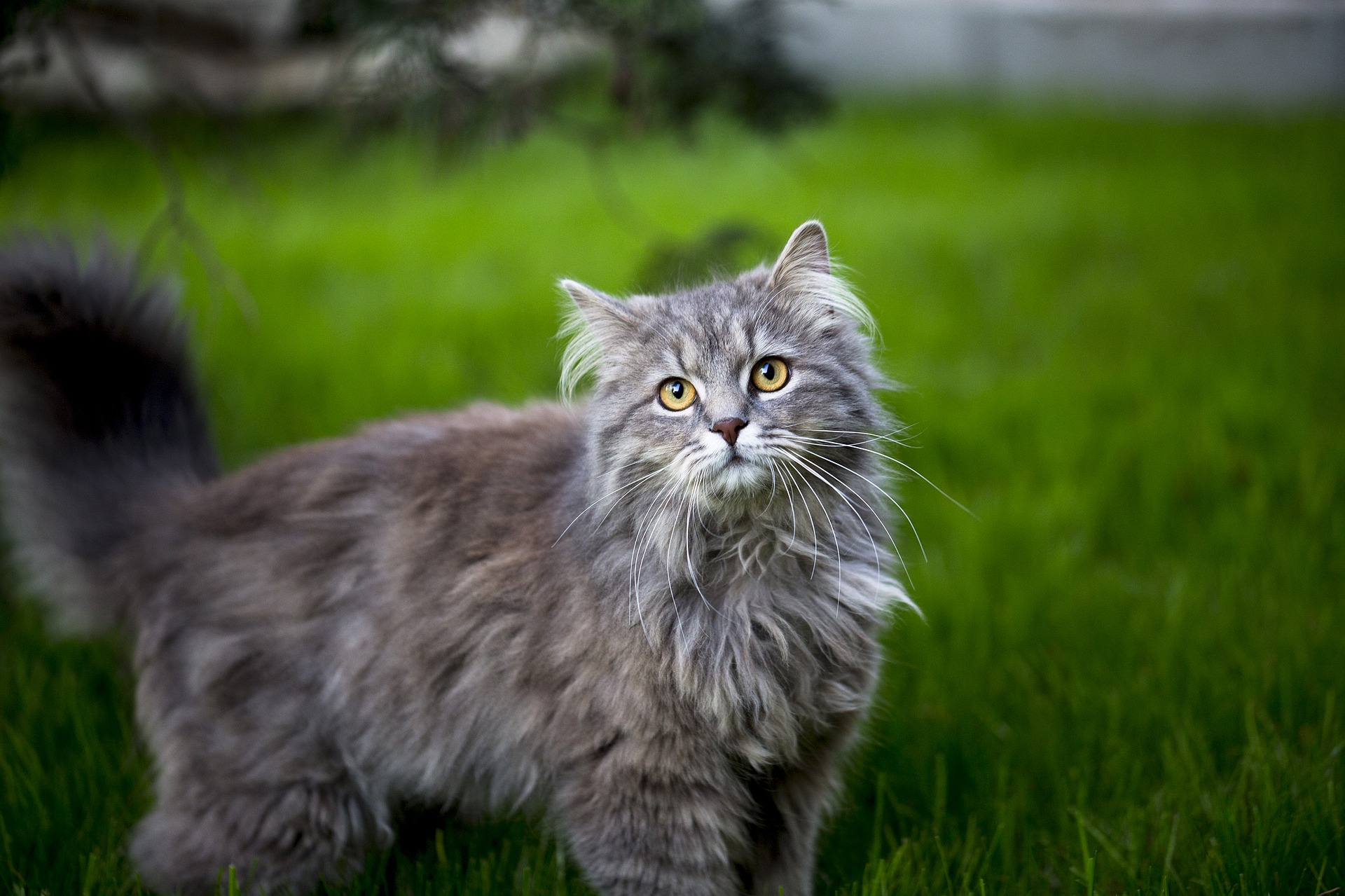 maine coon ge00ff4fce 1920