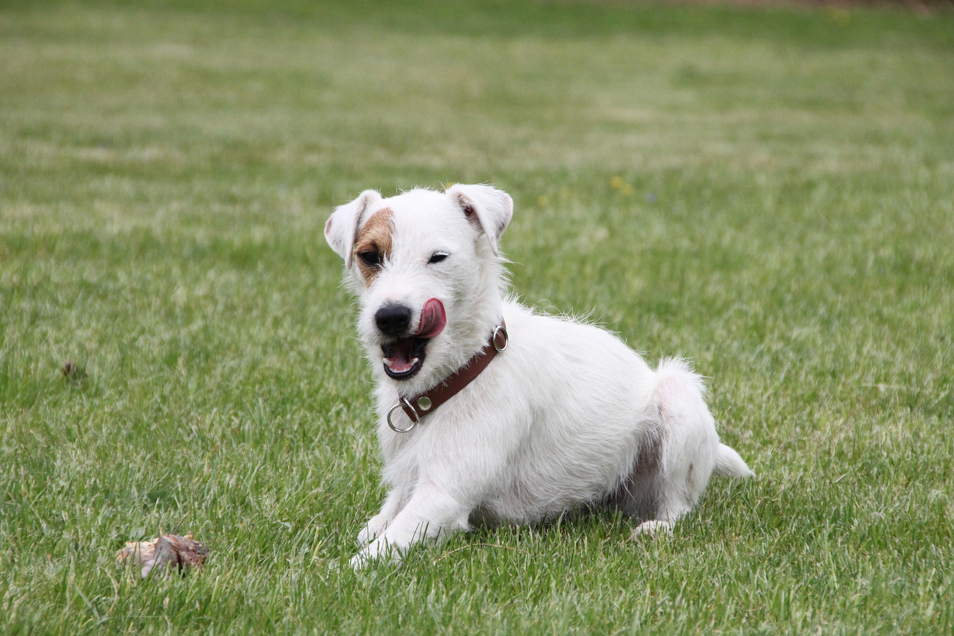 parson russell terrier g22709b174 1920