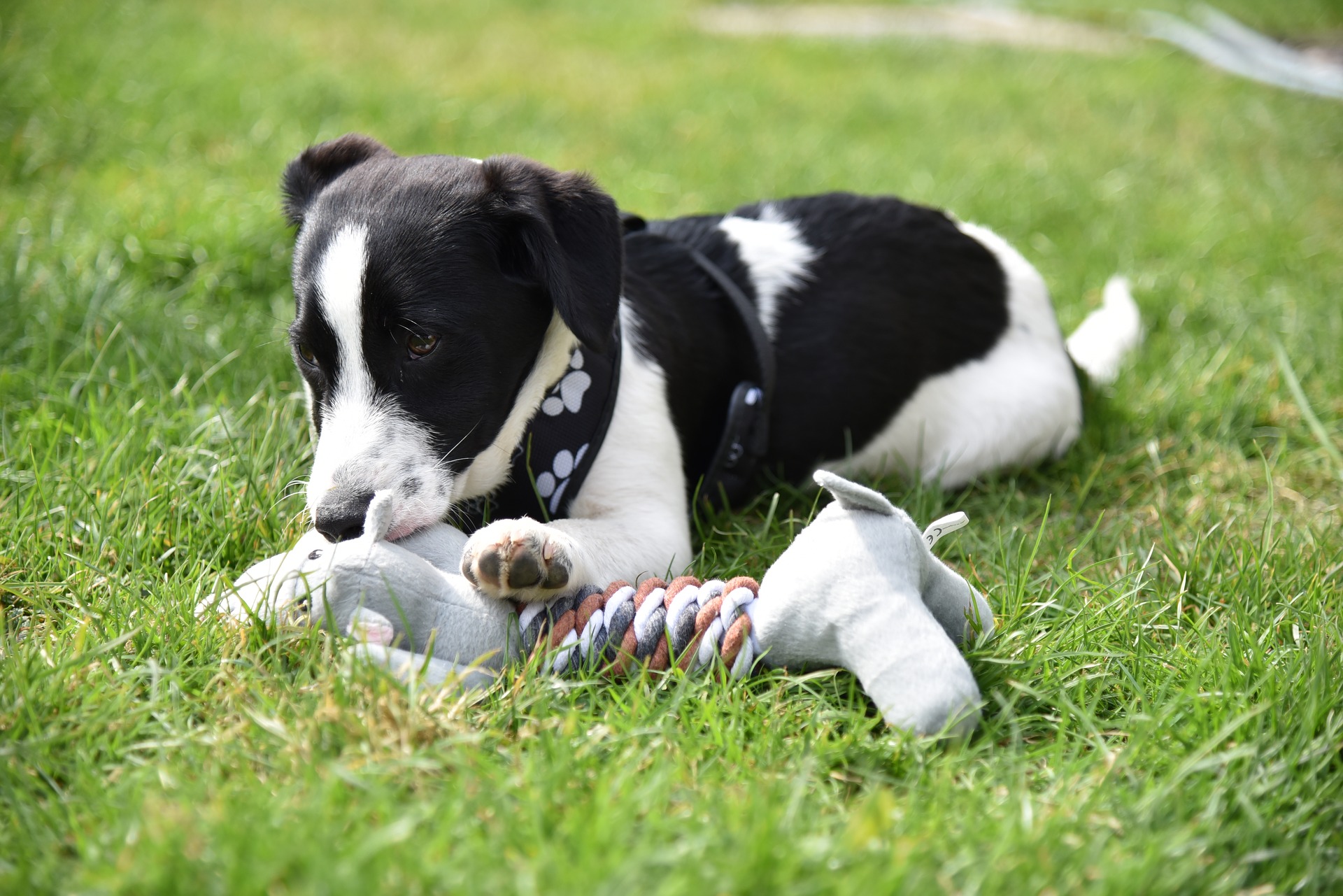 puppy g64ee26f73 1920
