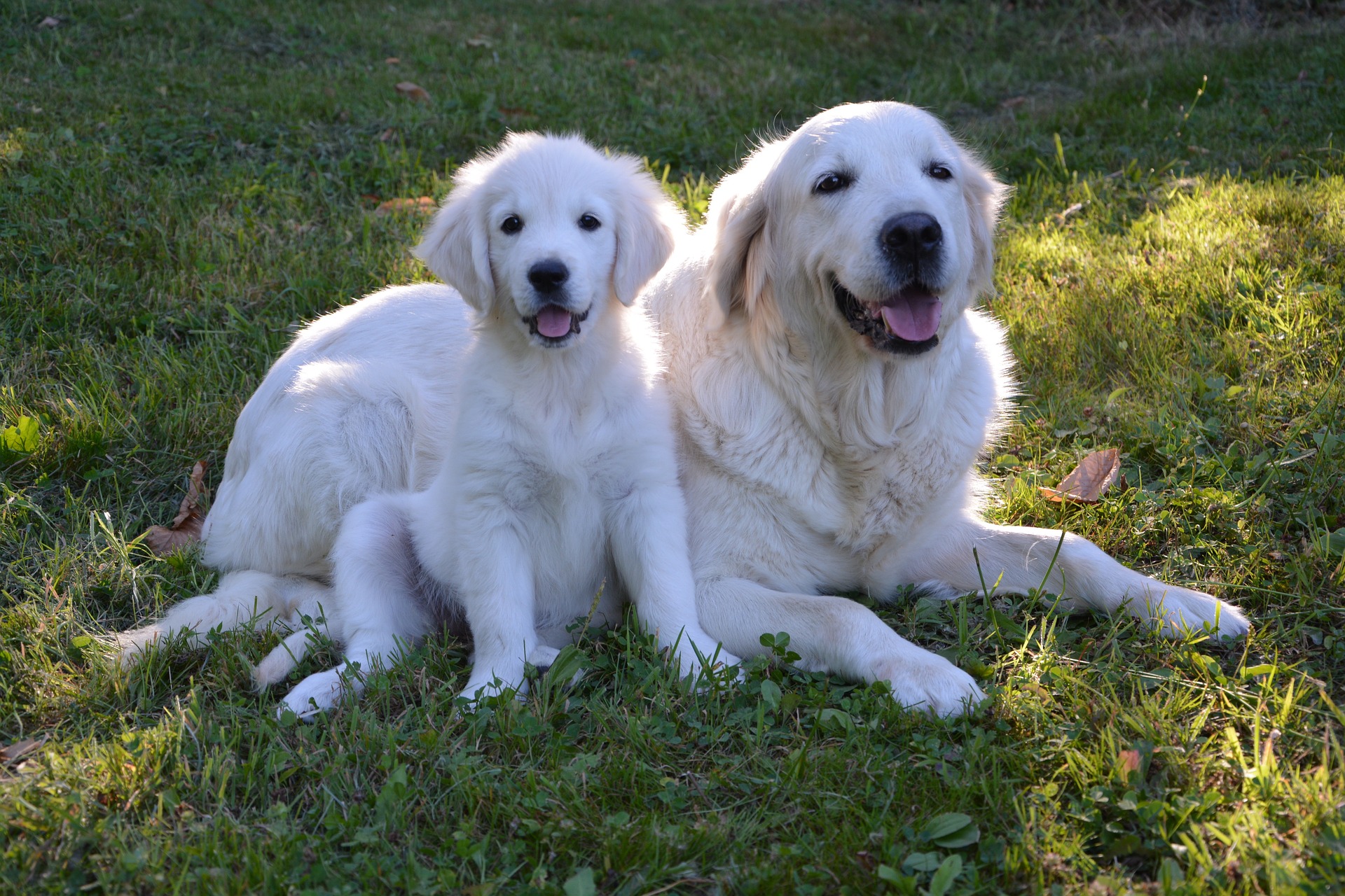 puppy g8cba82216 1920