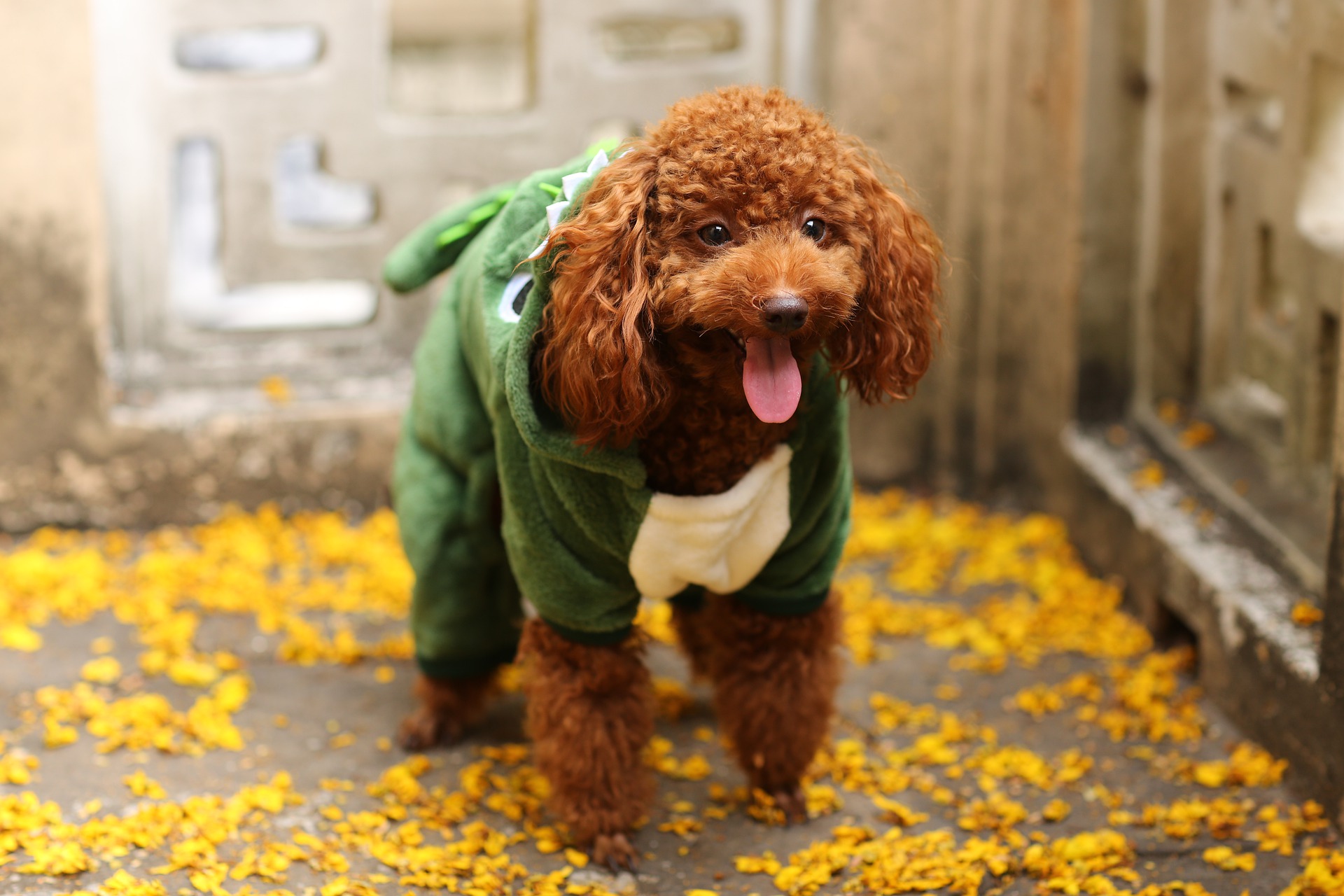 toy poodle g051b00b9a 1920