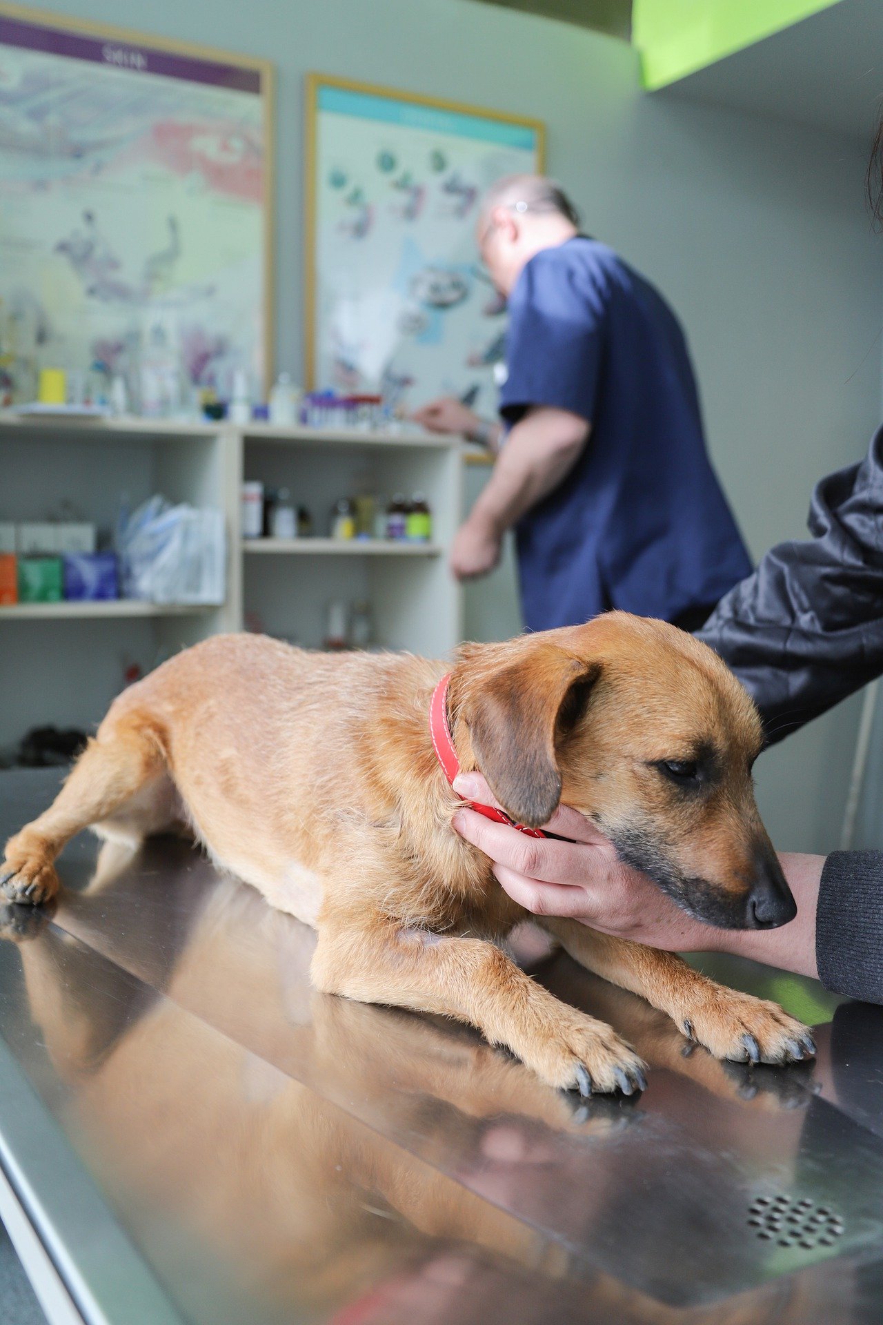 veterinarian gd7db4b06b 1920