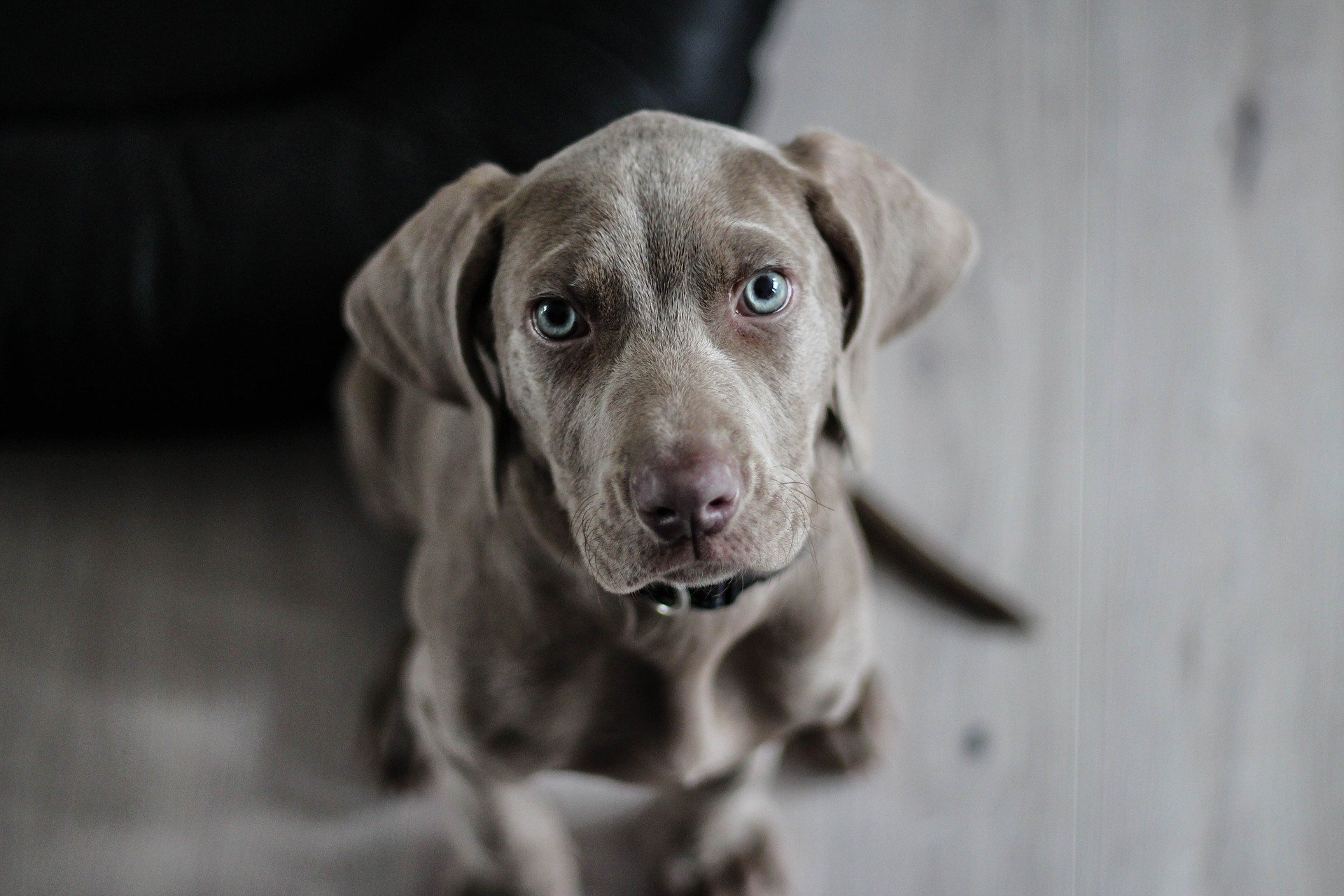 weimaraner g4b8364704 1920