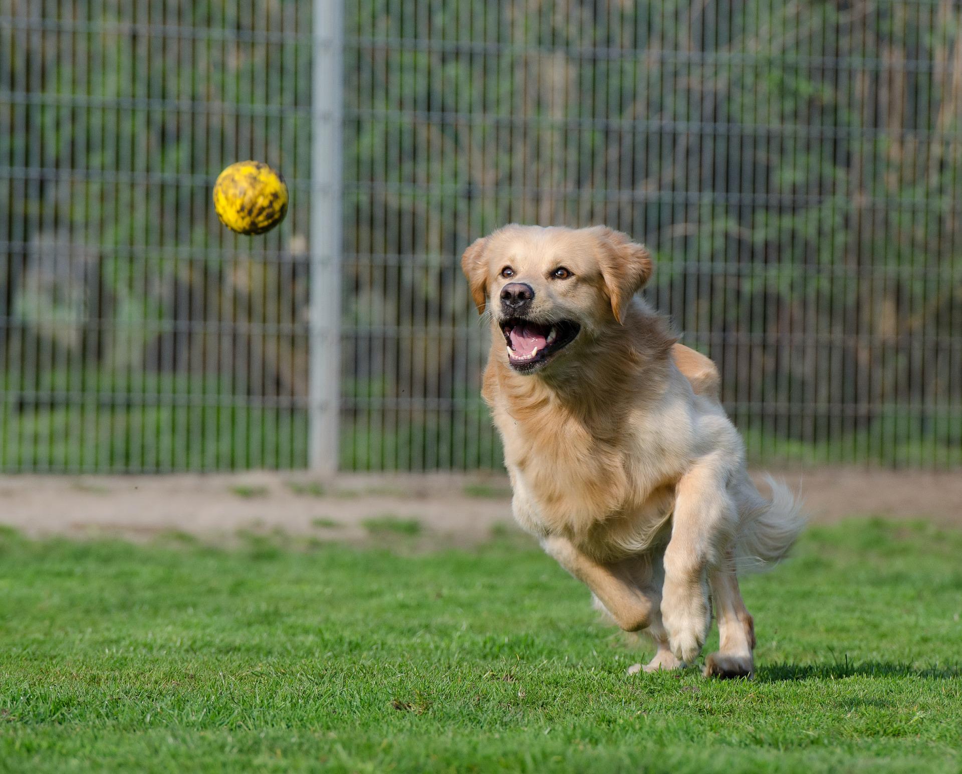golden retriever g9586aeadf 1920