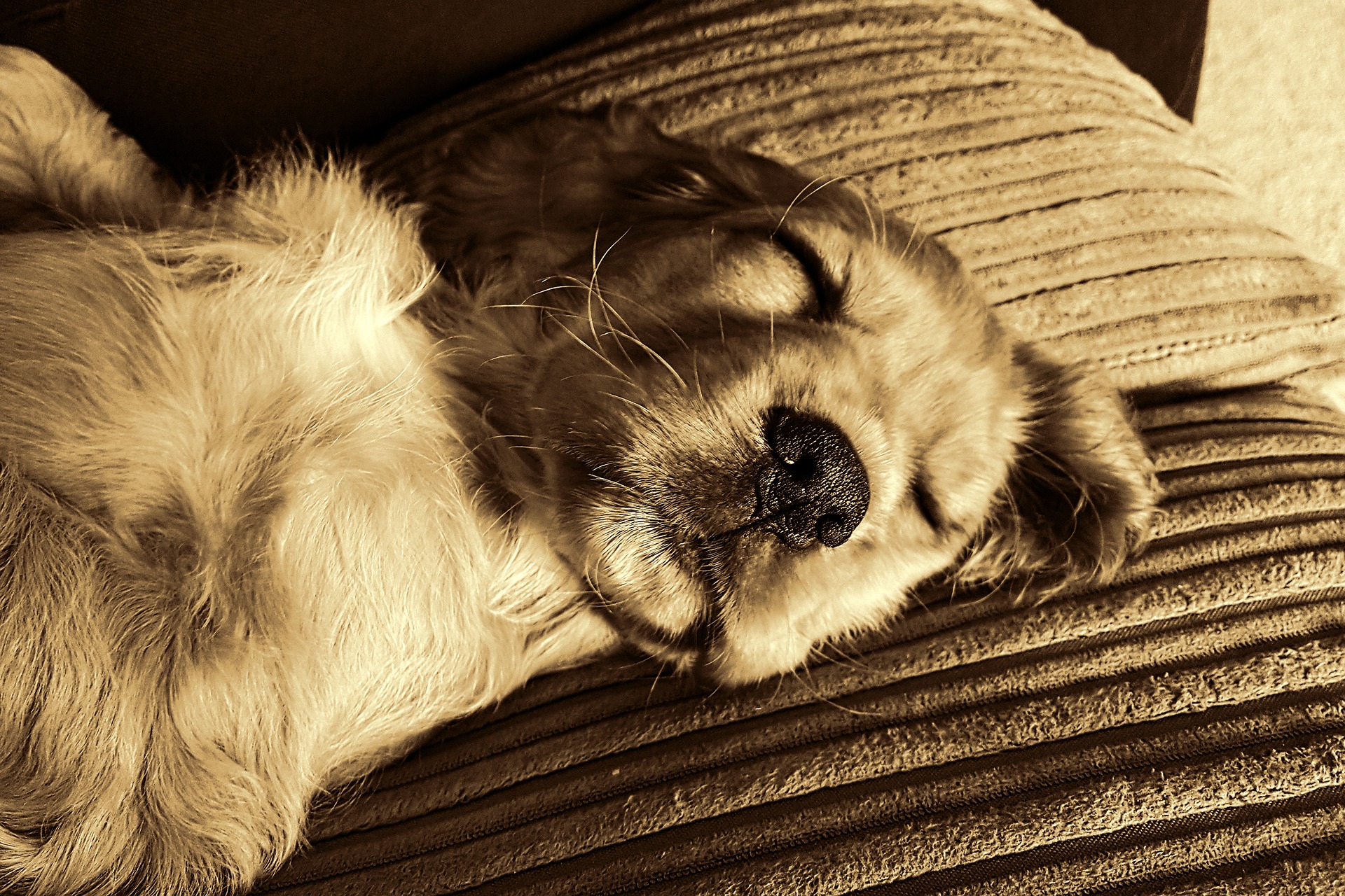 Hundschlaeft